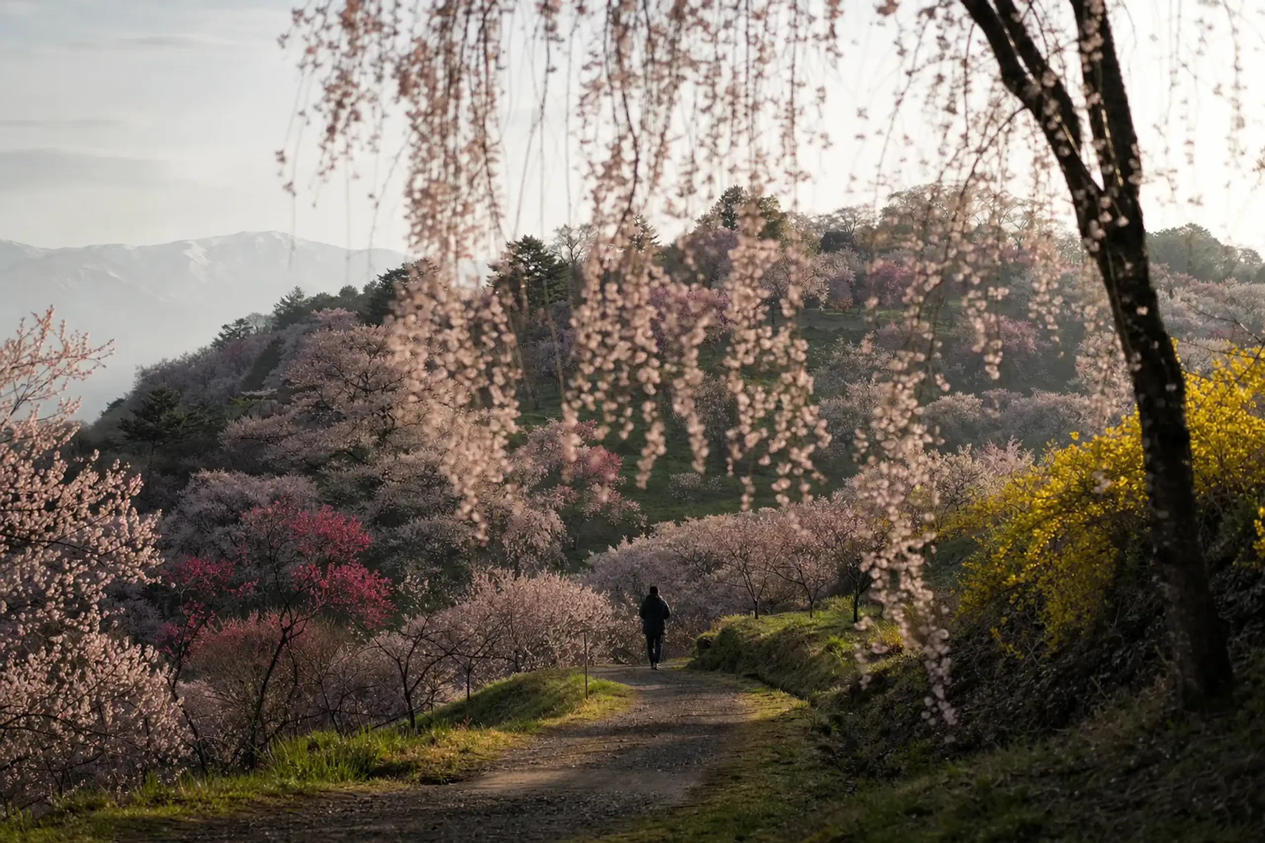 the flowering hillside slopes of Hanamiyama park blanketed in spring blossoms