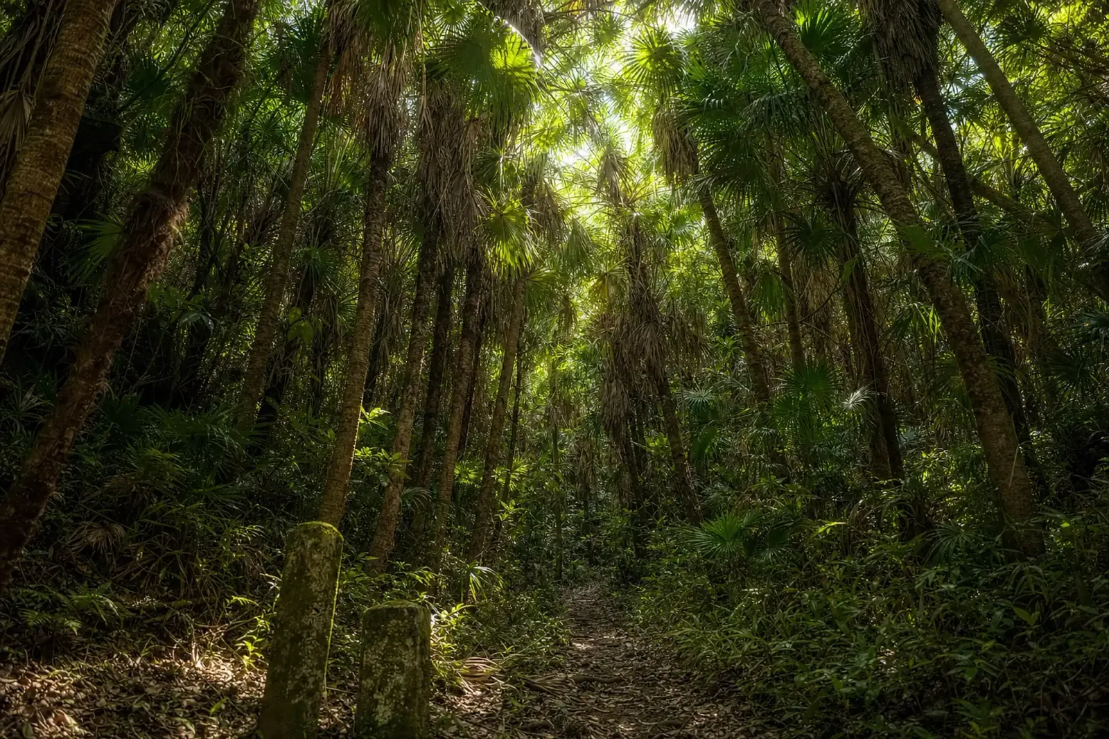 dense subtropical fan-palm forest covering the interior of Aoshima Island