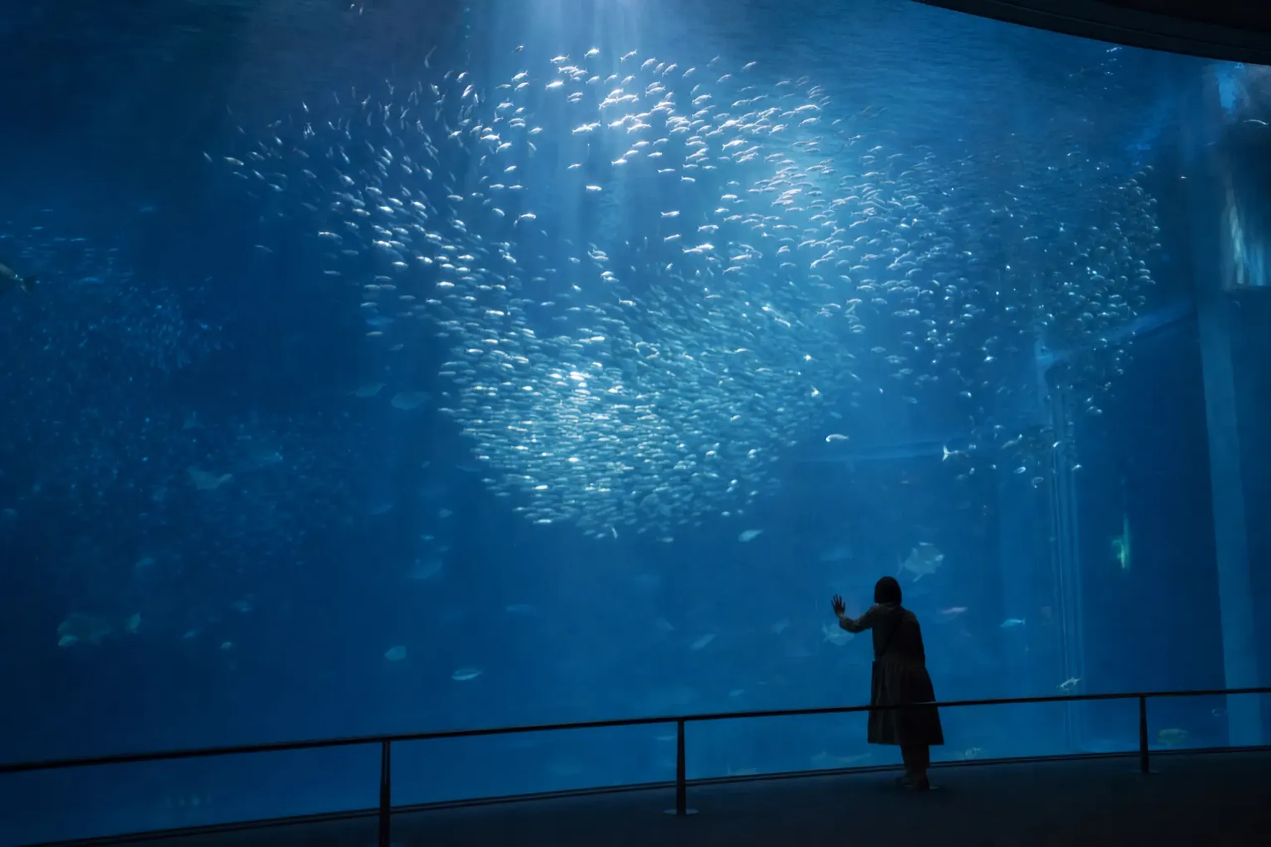 Aquamarine Fukushima is the largest aquarium in Tōhoku, focu