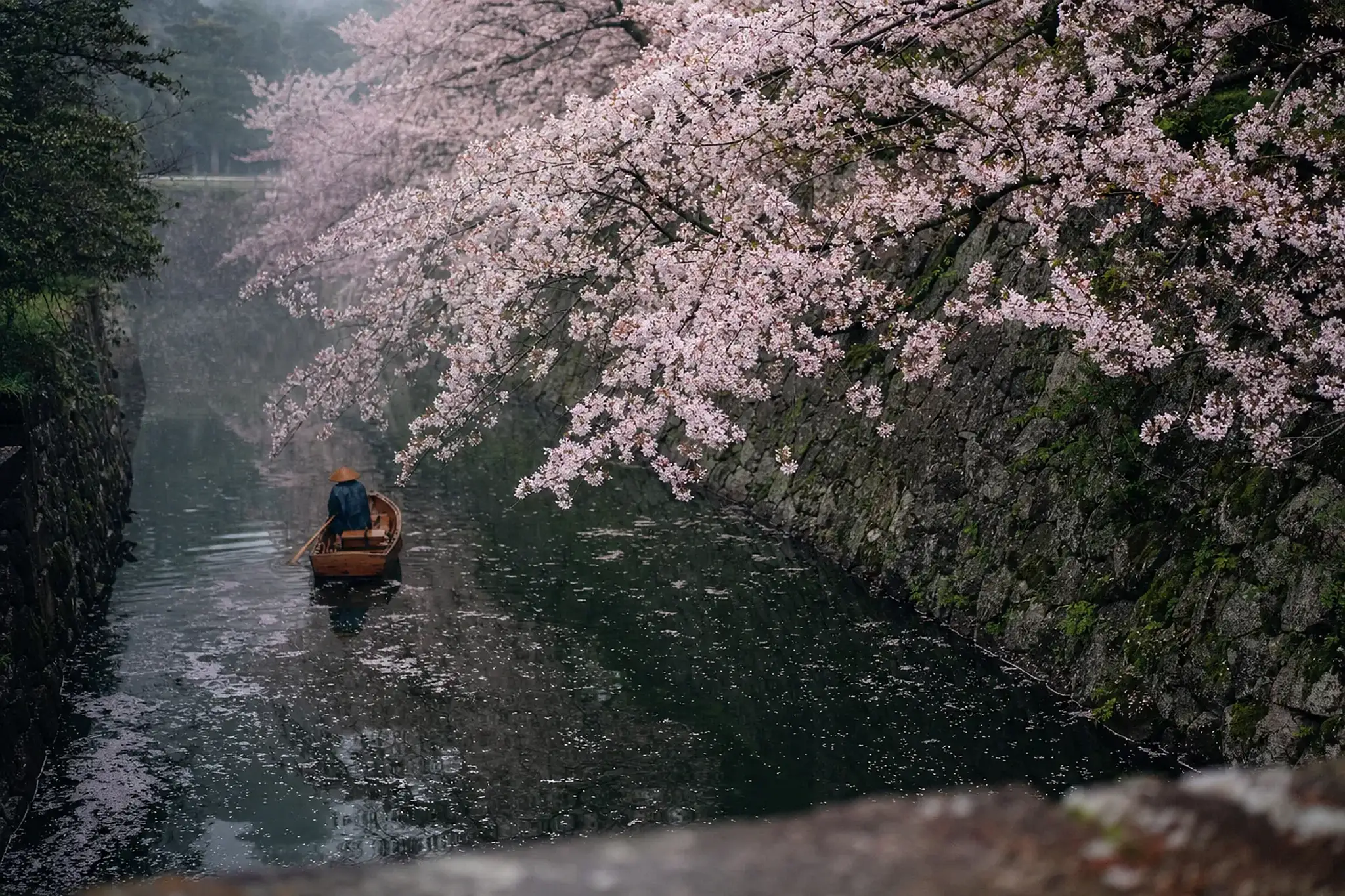 Chidorigafuchi cherry blossoms usually peak from late March