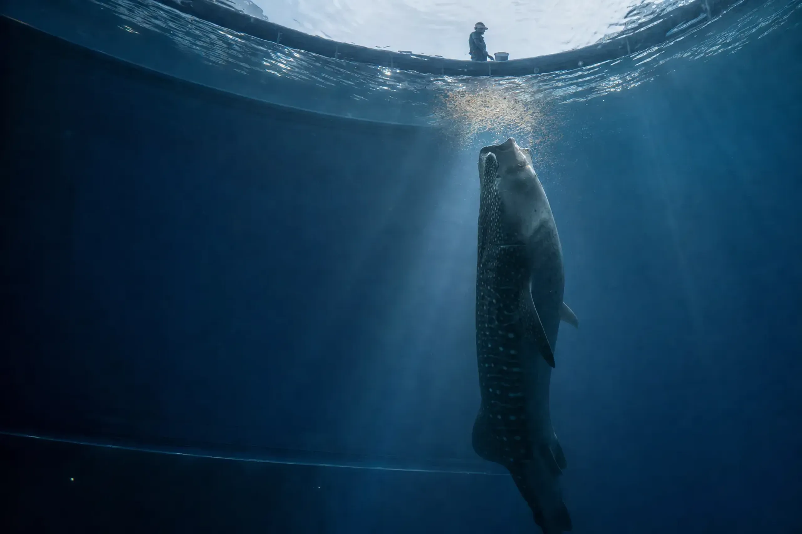 Jinta the whale shark rising into a near-vertical standing posture toward the surface to draw in food during a feeding session in the Kuroshio Sea tank