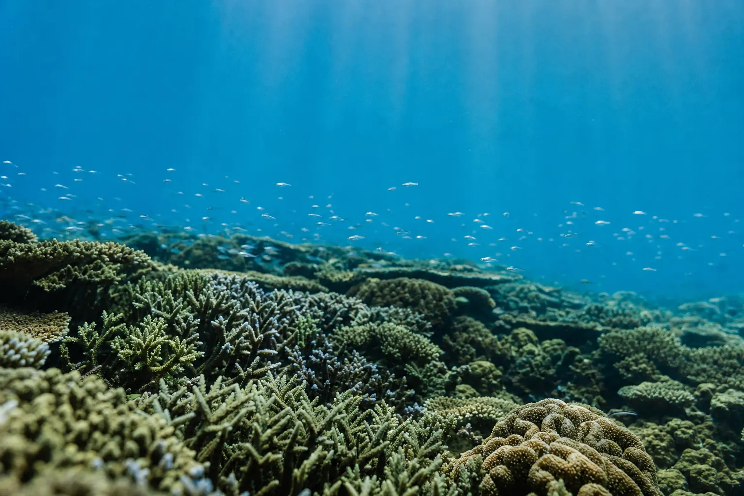 The coral reefs of Okinawa's northwest coast warmed by the Kuroshio current off Motobu
