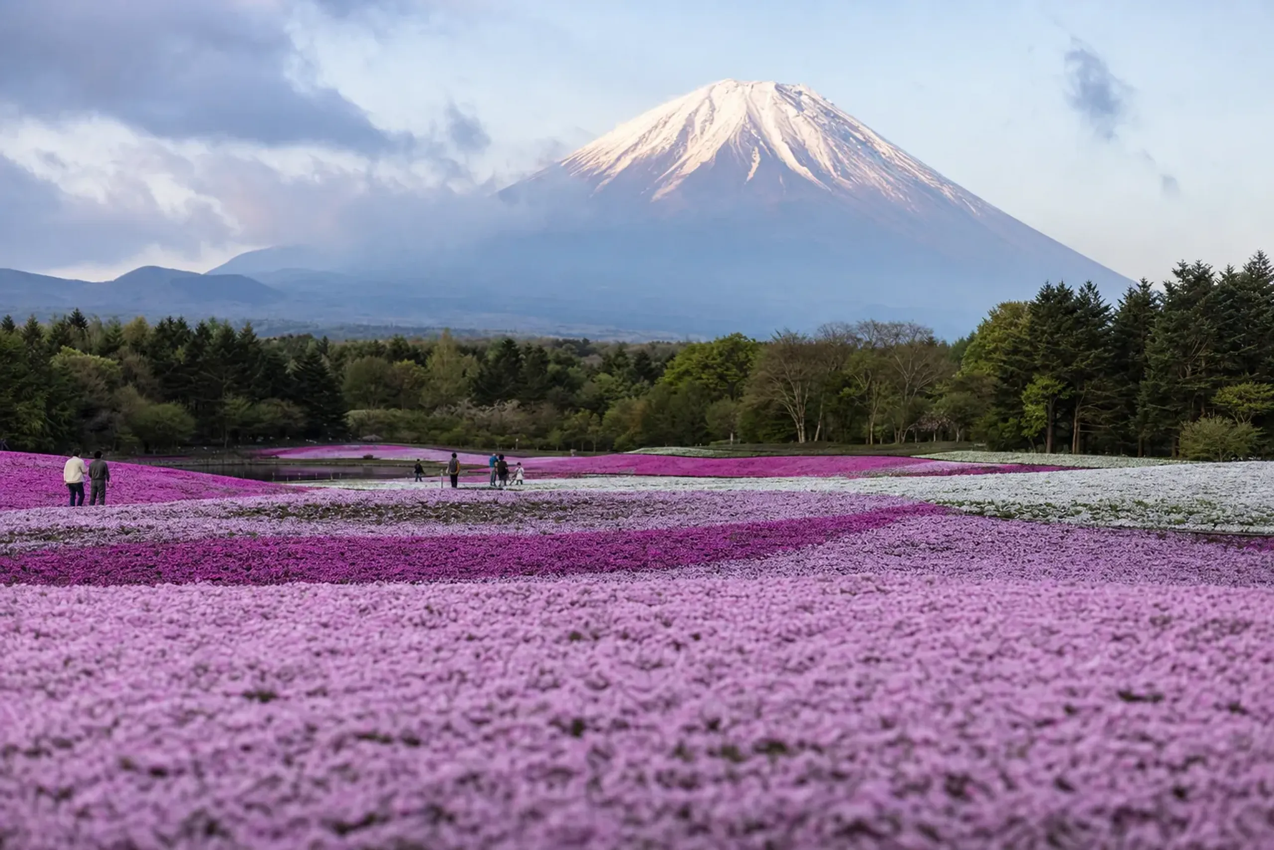 Pink and white moss phlox slope running toward Mount Fuji in early morning light at Fuji Motosuko Resort