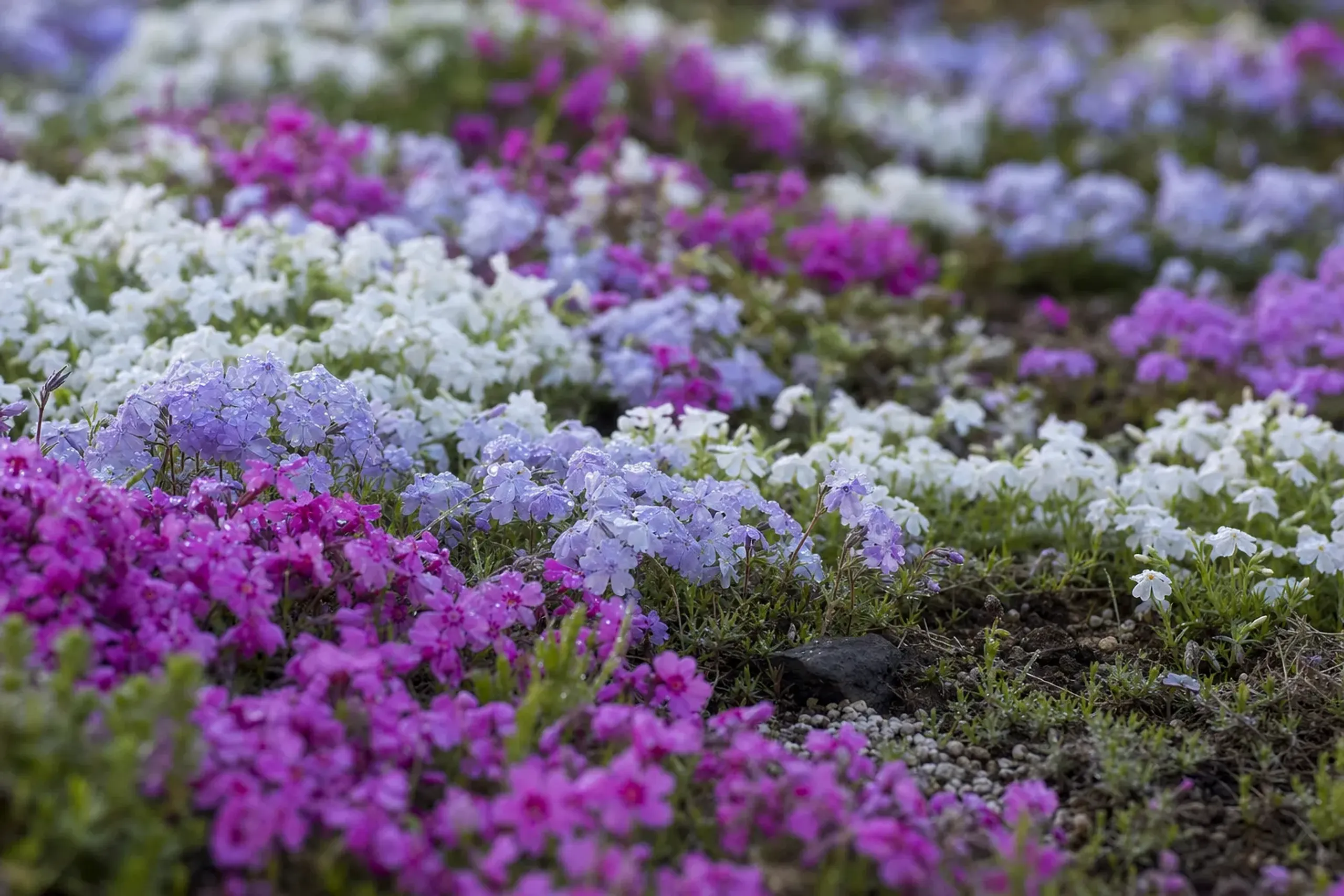 Close-up of low creeping Phlox subulata moss phlox plants in bands of pink, white, and pale purple hugging the earth at Fuji Motosuko Resort, some clusters at peak bloom and others still building