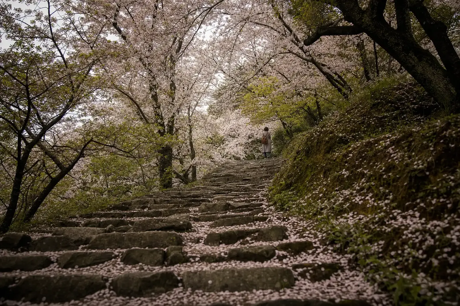 We also plan for the slope up to Funaoka Castle