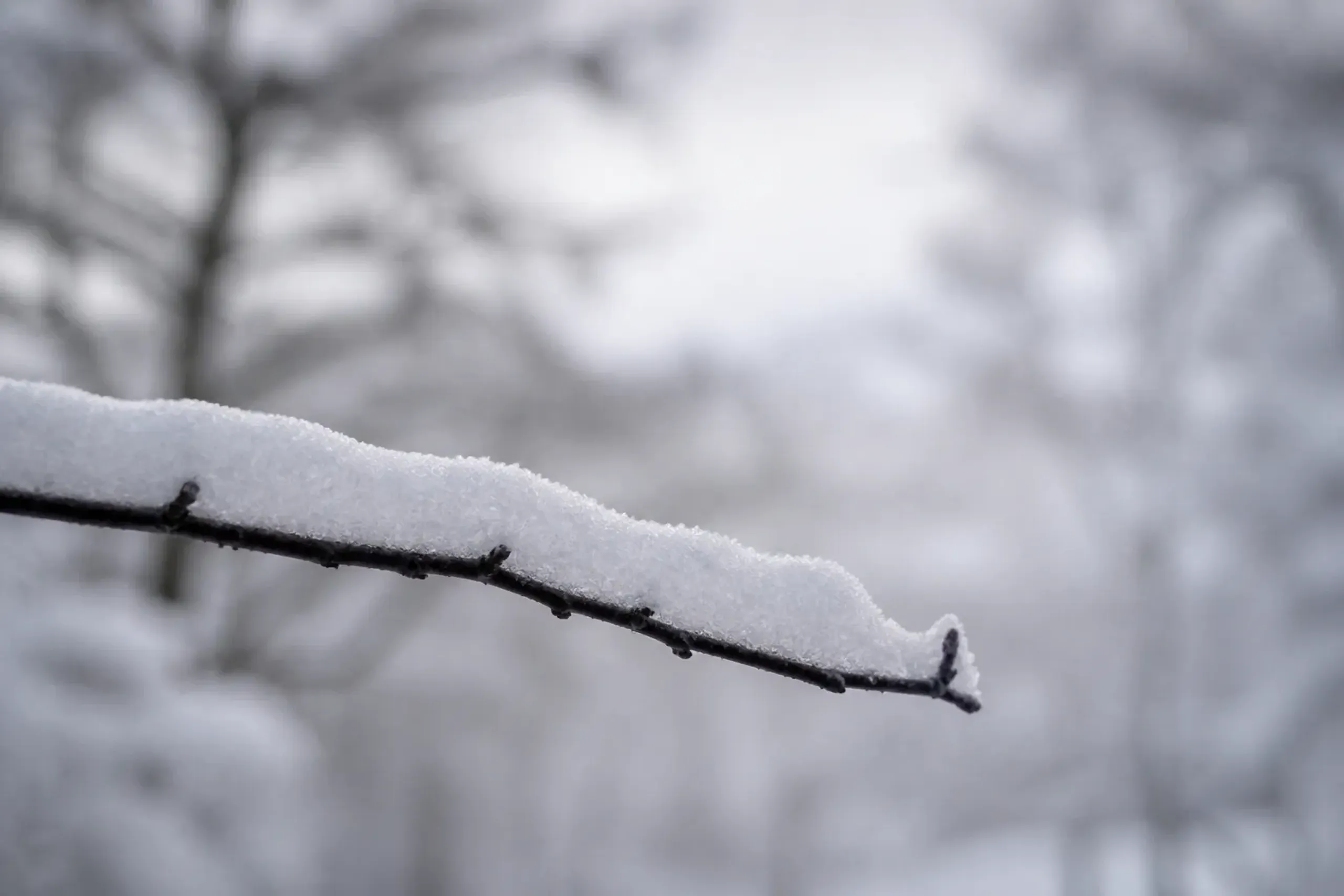 Deep dry powder snow on a tree branch