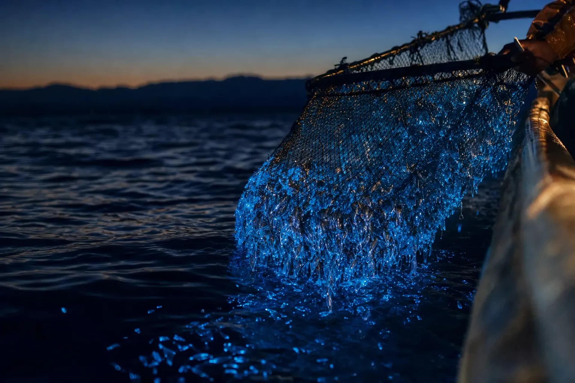 Toyama Bay Hotaruika: A Seafloor Trench Phenomenon