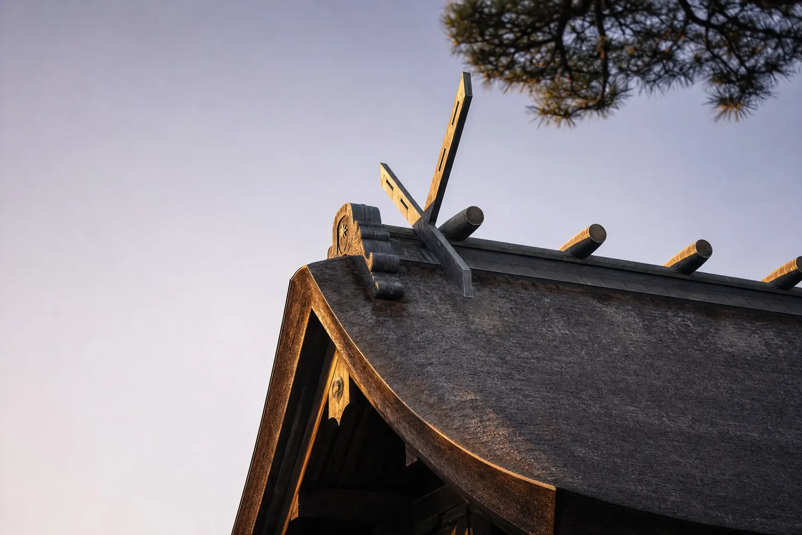 The taisha-zukuri wooden roofline and crossed chigi finials of Izumo Taisha's National Treasure main hall