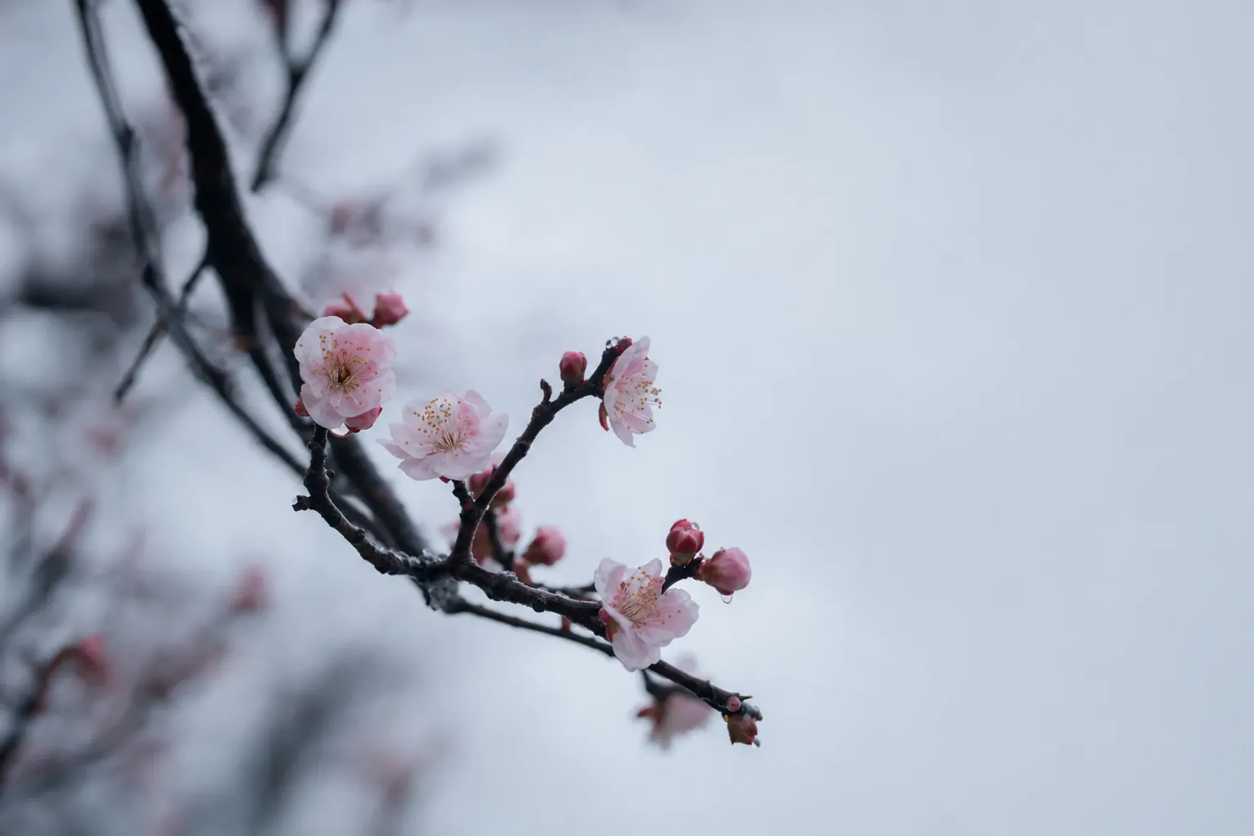 the designated sample cherry tree in Tokyo with five or six freshly opened blossoms marking first bloom, buds still tight along the surrounding branches