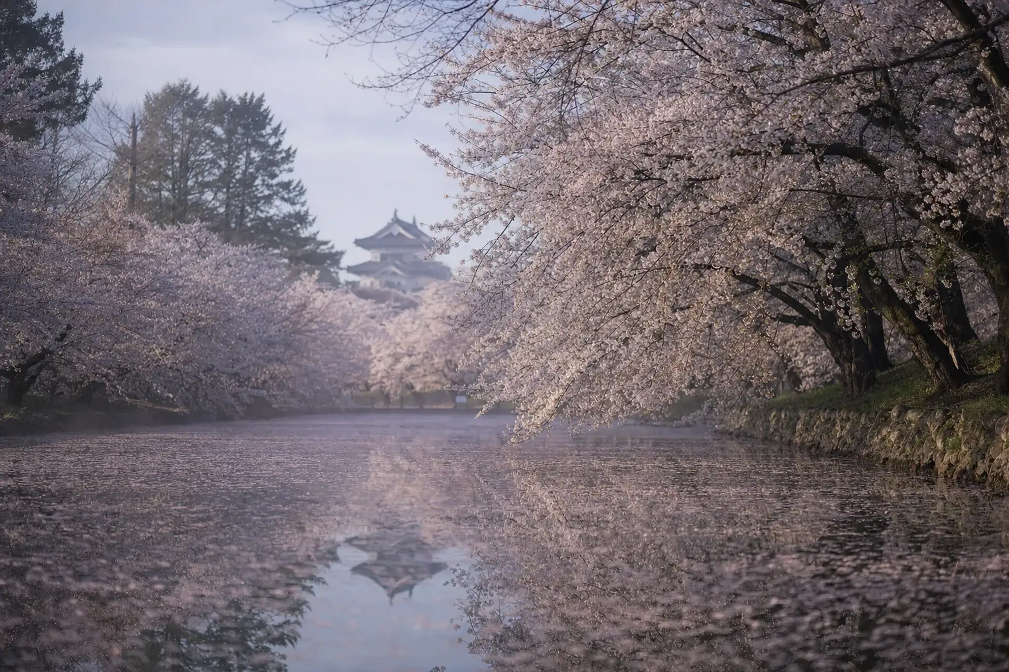 full bloom cherry trees lining the moat at Hirosaki Castle in Aomori, pink petals reflected in the water at the season's northern peak