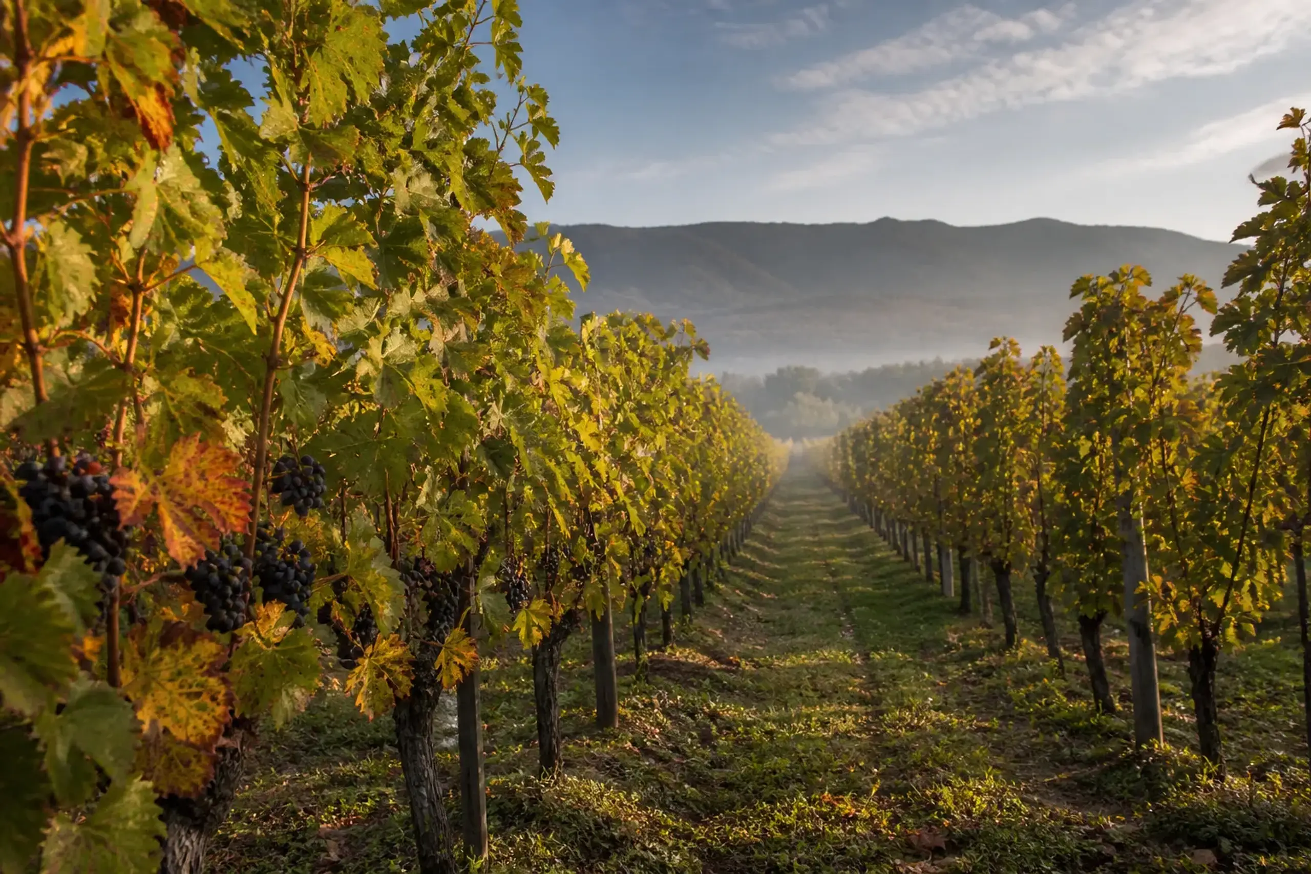 Rows of grapevines in Hokkaido under a cool autumn sky