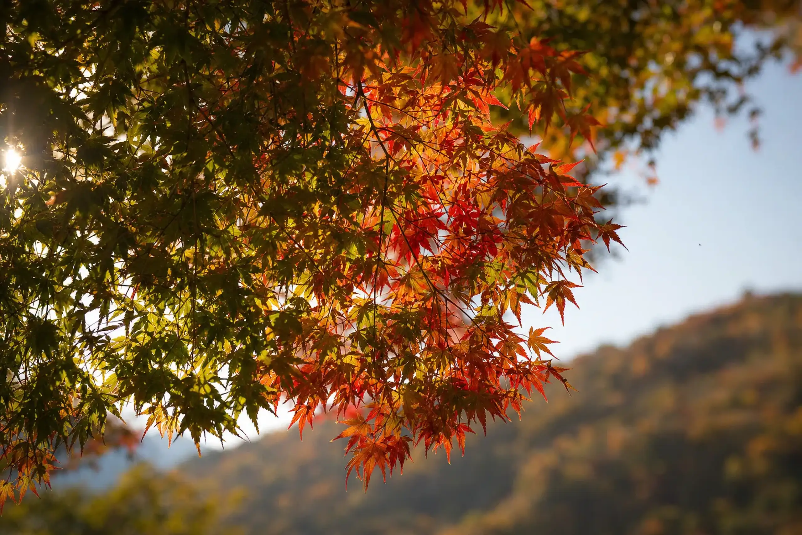 A late-turning Japanese maple canopy in a Tohoku valley, its leaves caught mid-transition between green and crimson under a warm hazy autumn light