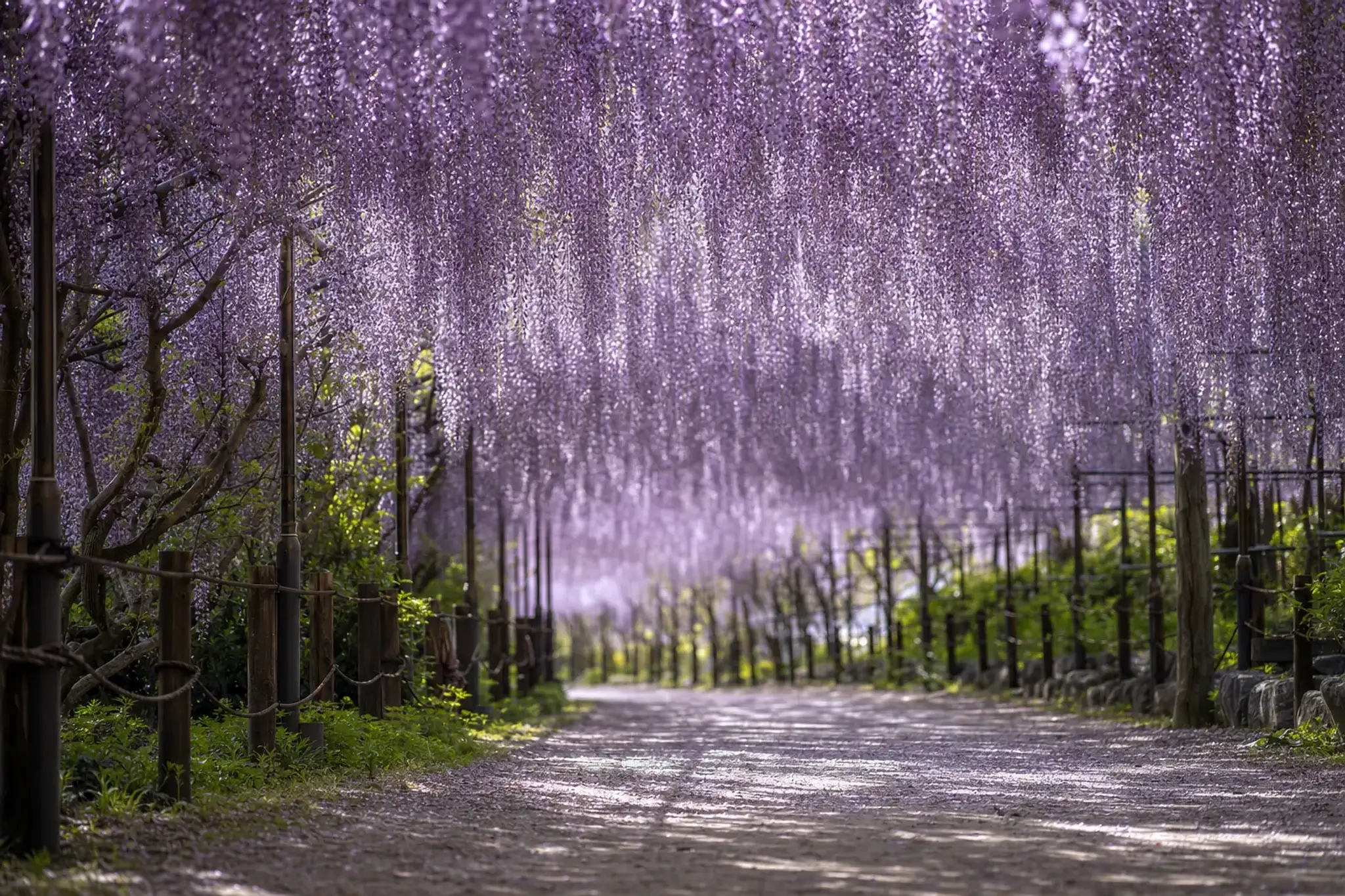the tunnel-style wisteria trellises of Kawachi Fujien in Kitakyushu, with long cascading violet blooms arching overhead along a walkway