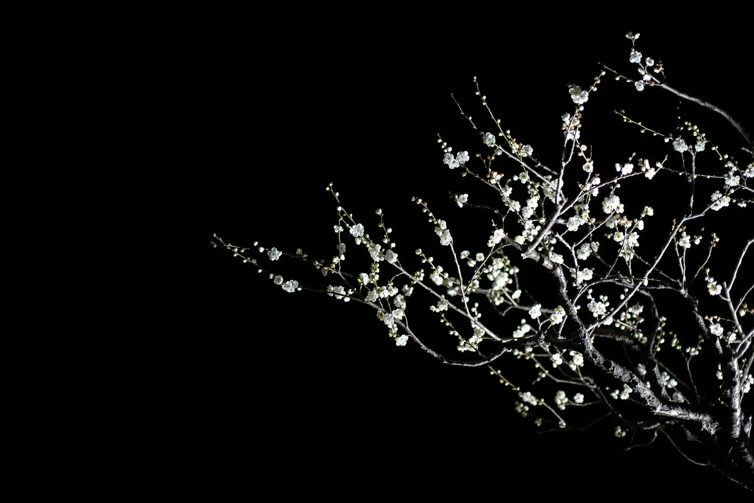 Plum trees illuminated at night during the UME The Lights event at Kairakuen in Mito