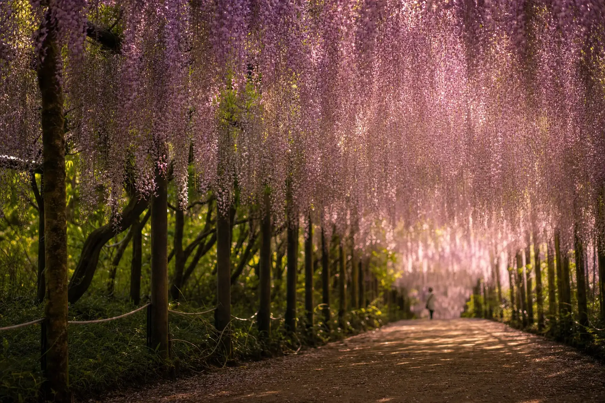 No. There are two seasons: spring wisteria (roughly mid-Apri