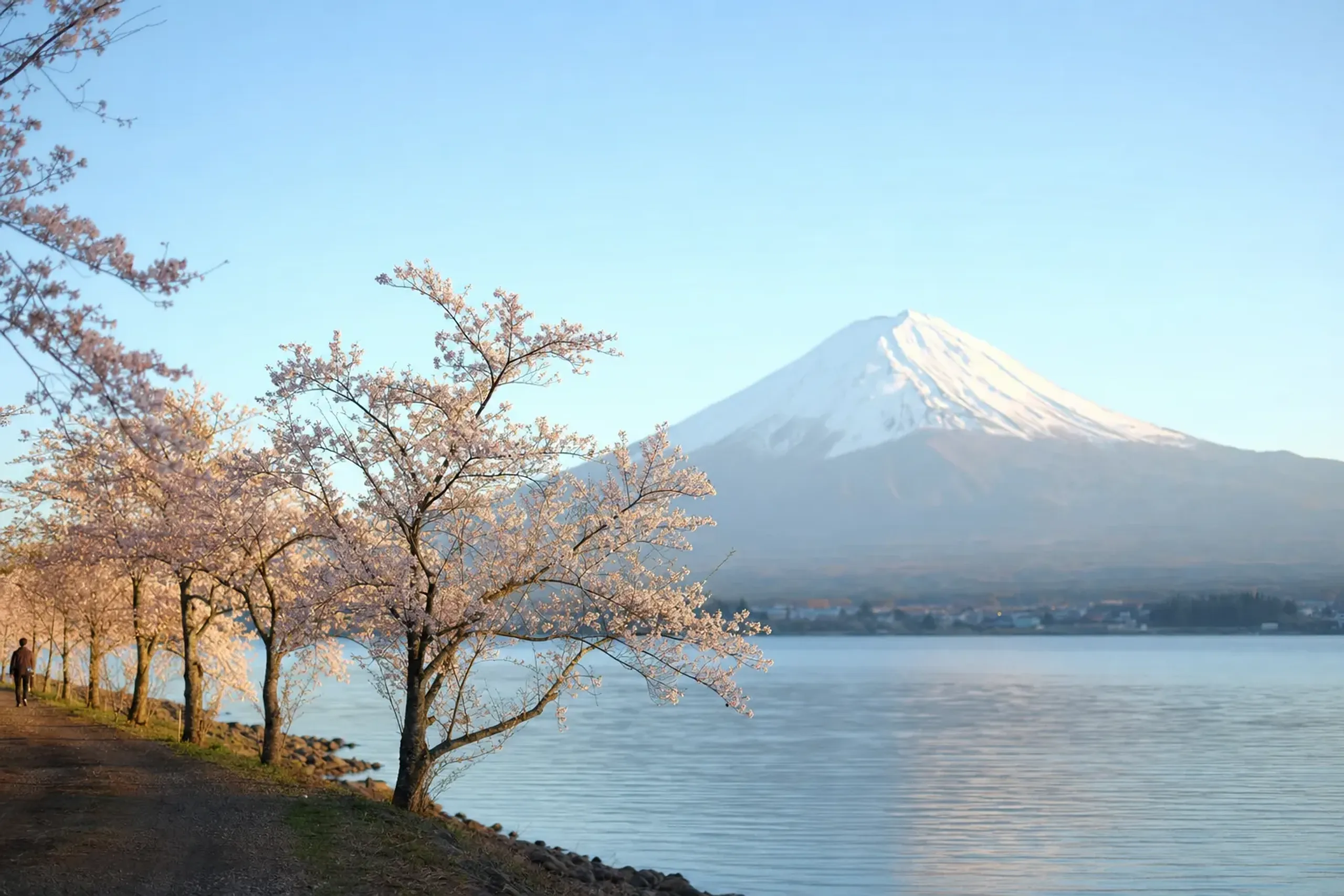 The north shore cherry-blossom area is about