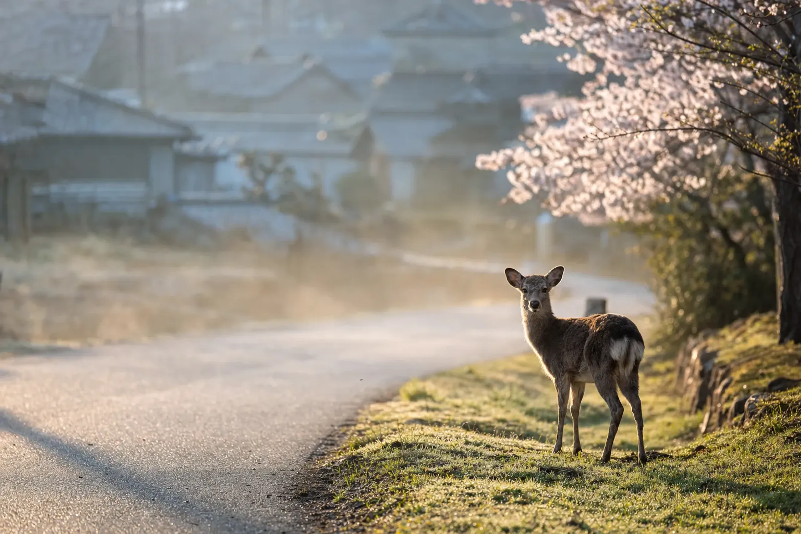 a small Kerama deer standing at the grassy edge of a village road on Aka Island in the soft early-morning light