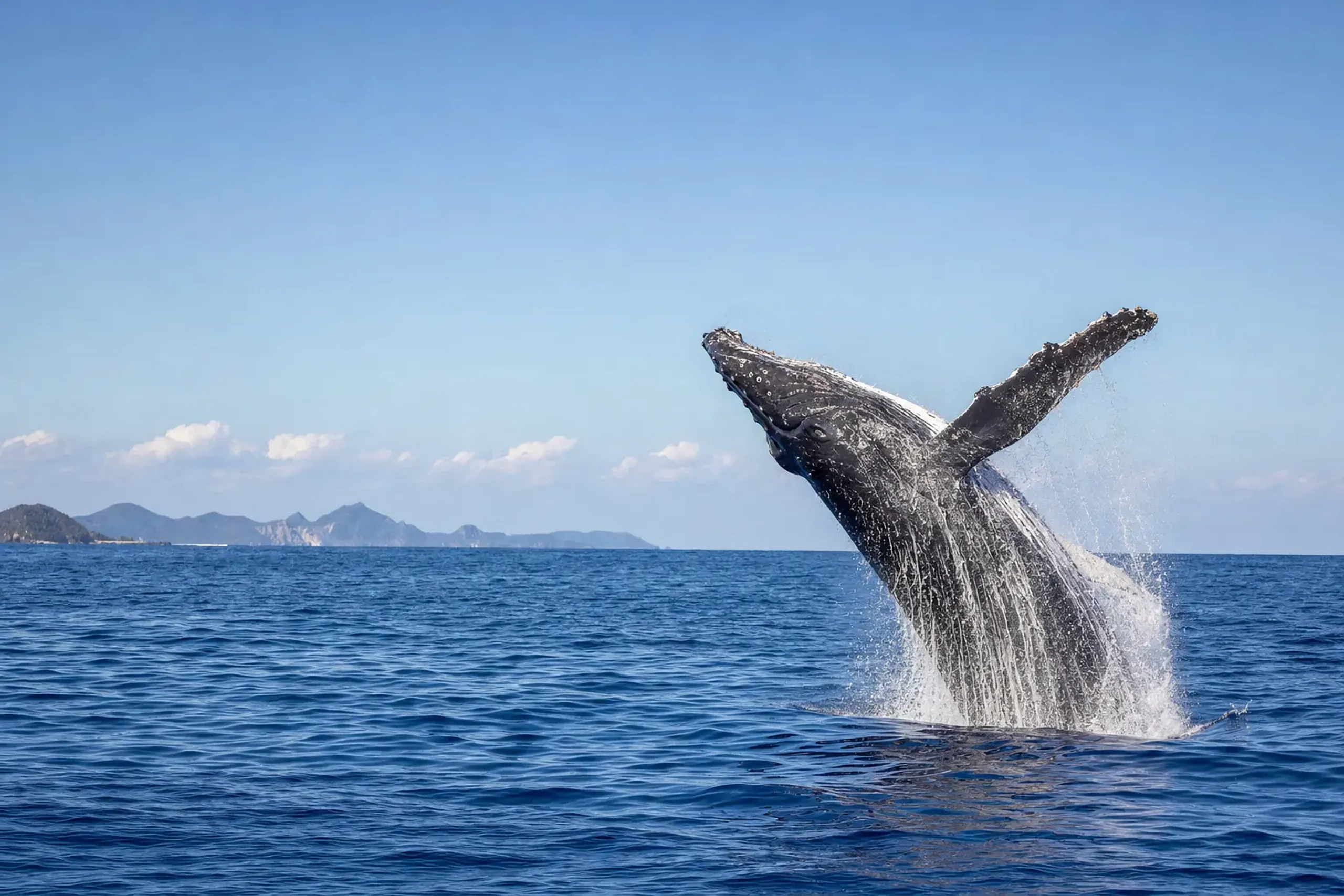 a humpback whale breaching in the winter sea off Zamami Island