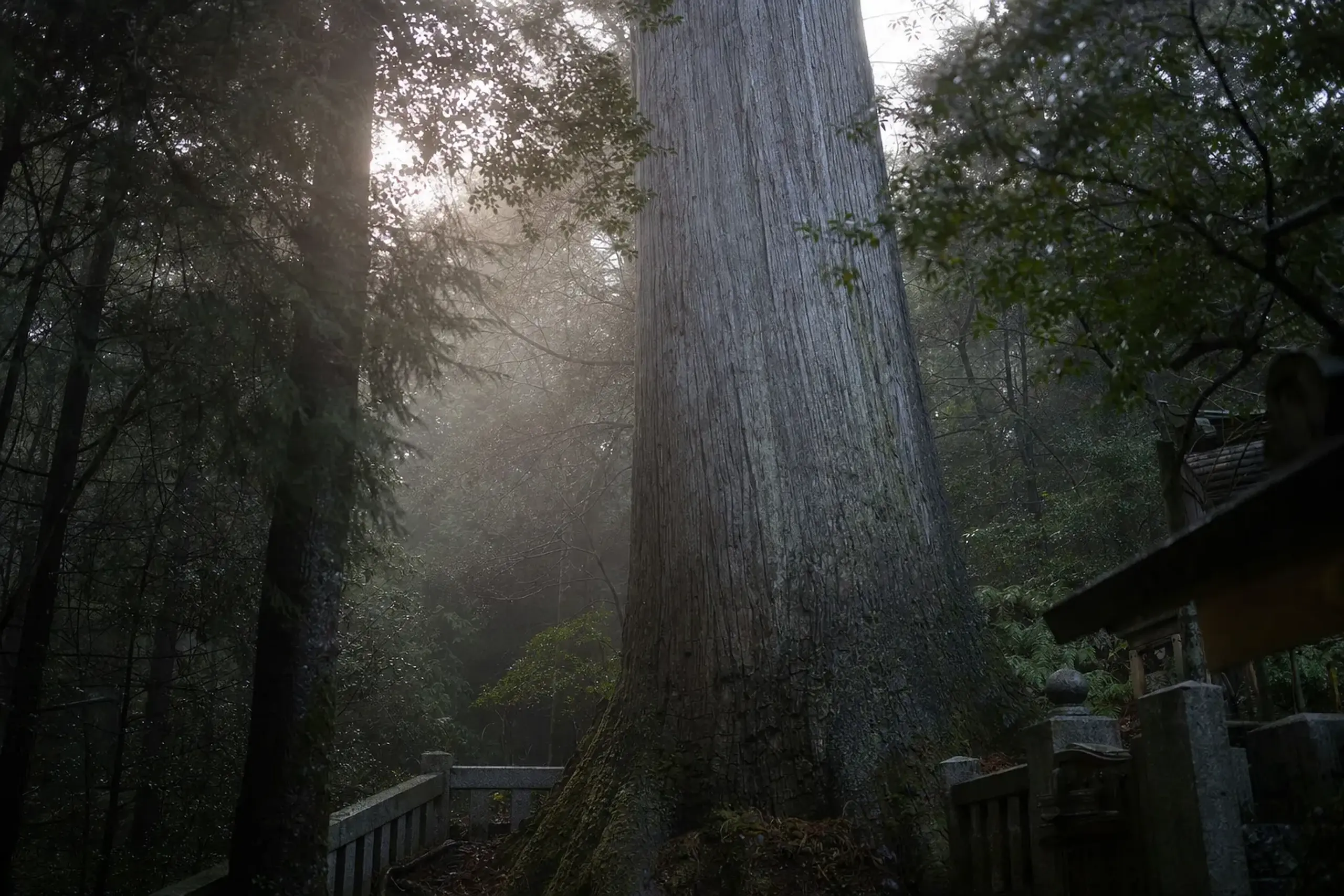 The "Second-Generation Great Cypress," estimated at around 1