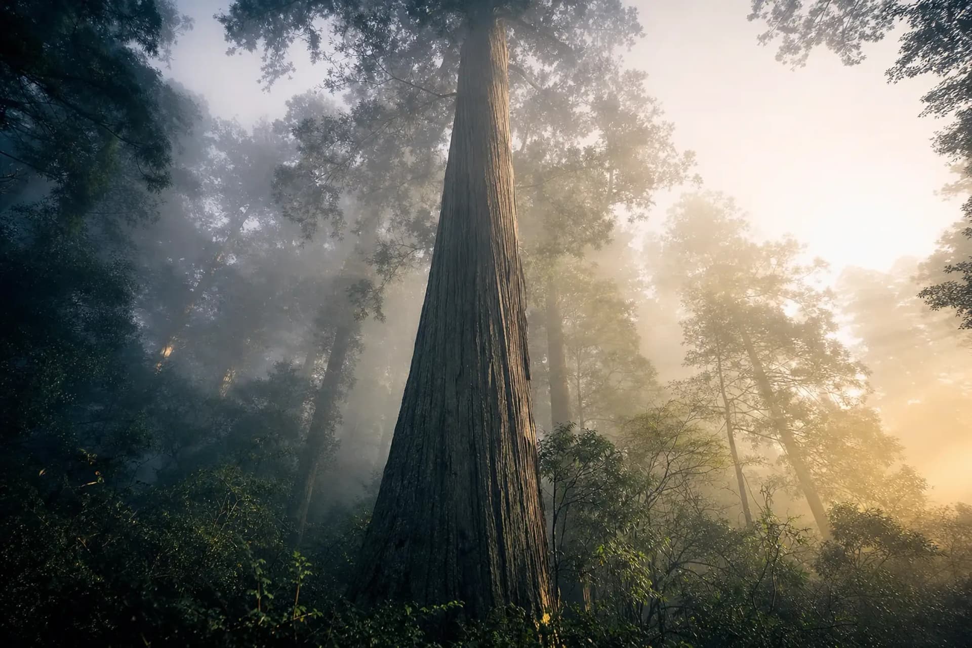 One Tree, One Head: The Forest That Builds Ise