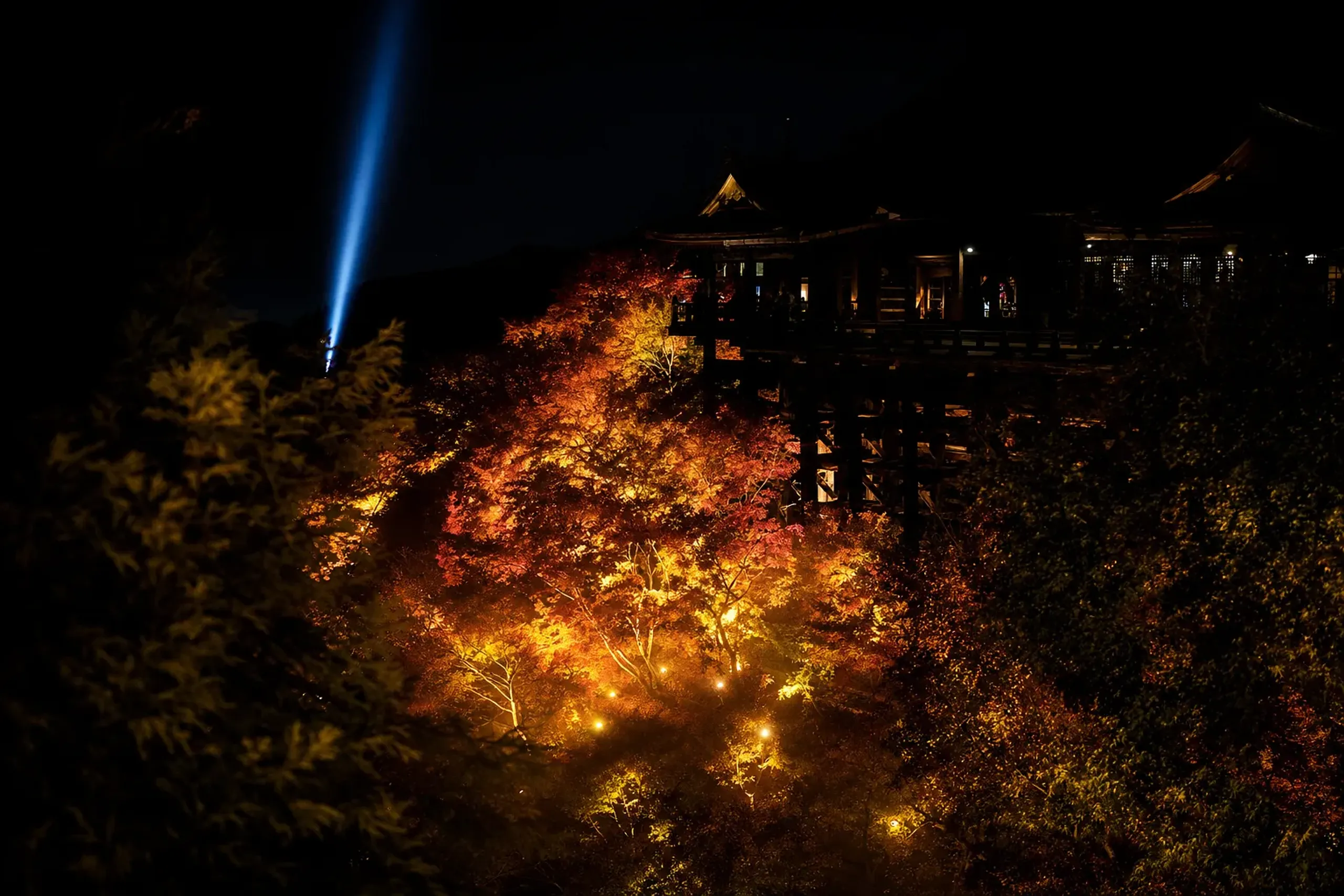 The wooden stage of Kiyomizu-dera suspended above a canyon of illuminated red maple trees, lit by roughly 500 fixtures during the autumn night viewing