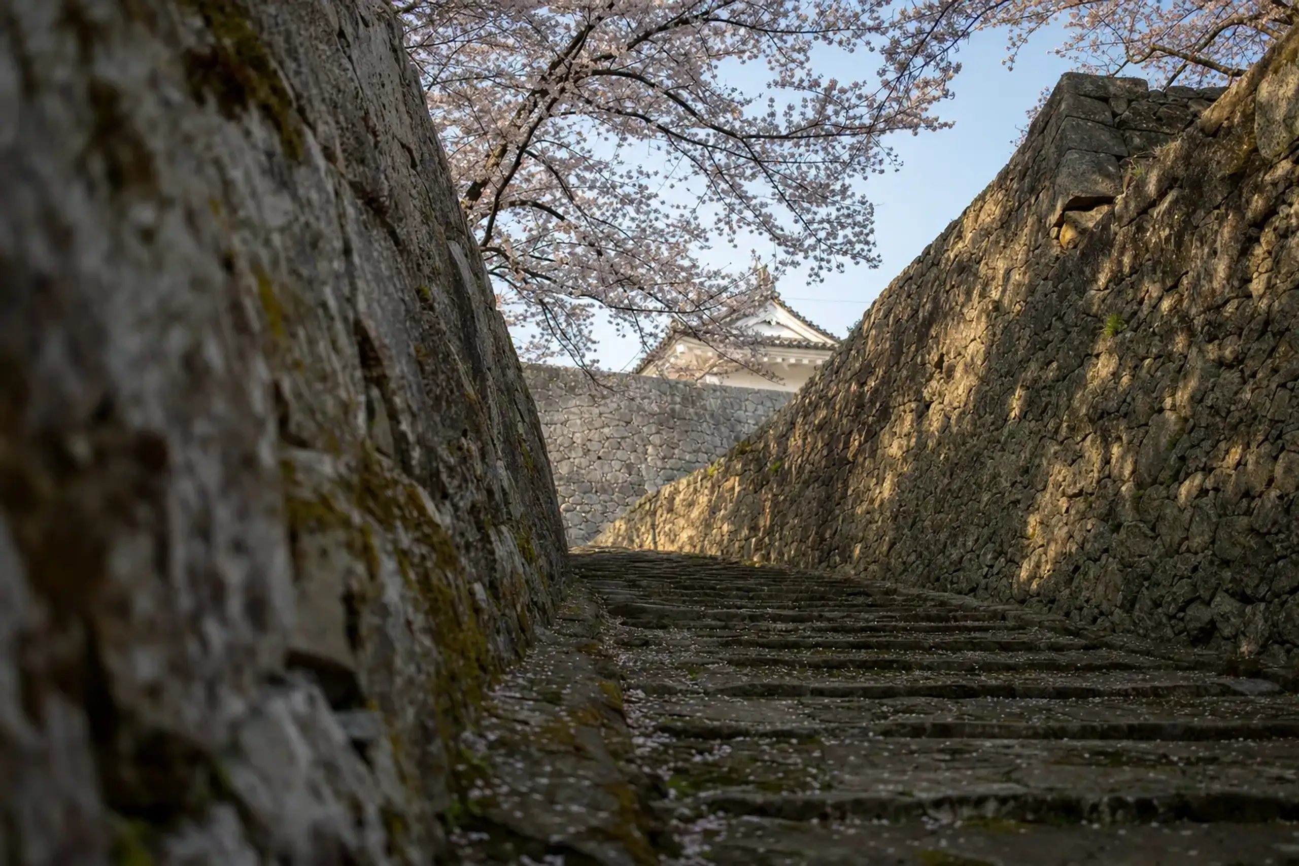 the upward-tilting stone-walled path of Kōchi Castle honmaru lined with Somei-yoshino cherry trees in full spring bloom