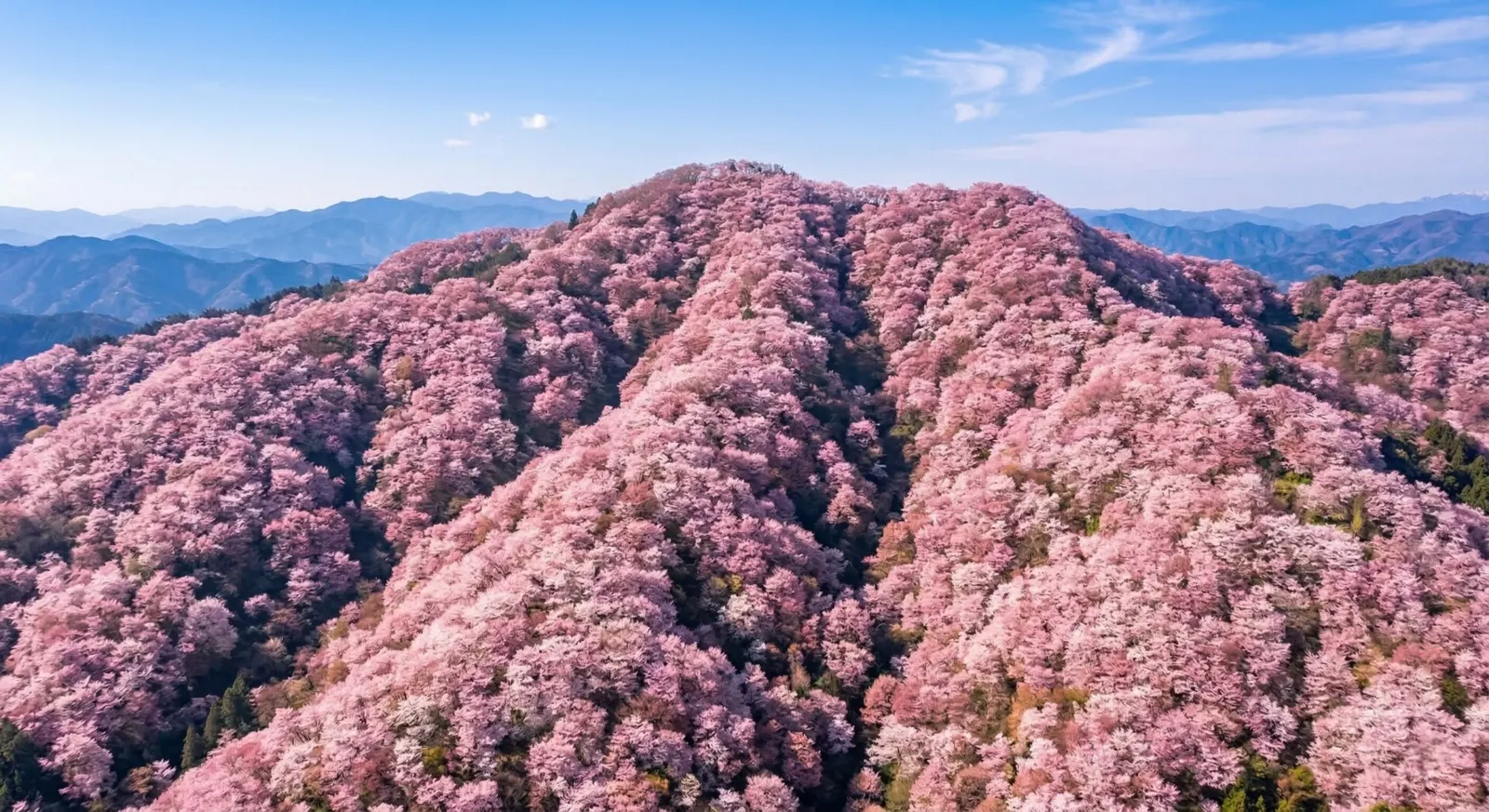An aerial view of a Japanese mountain completely covered in thousands of blooming pink cherry blossom trees.