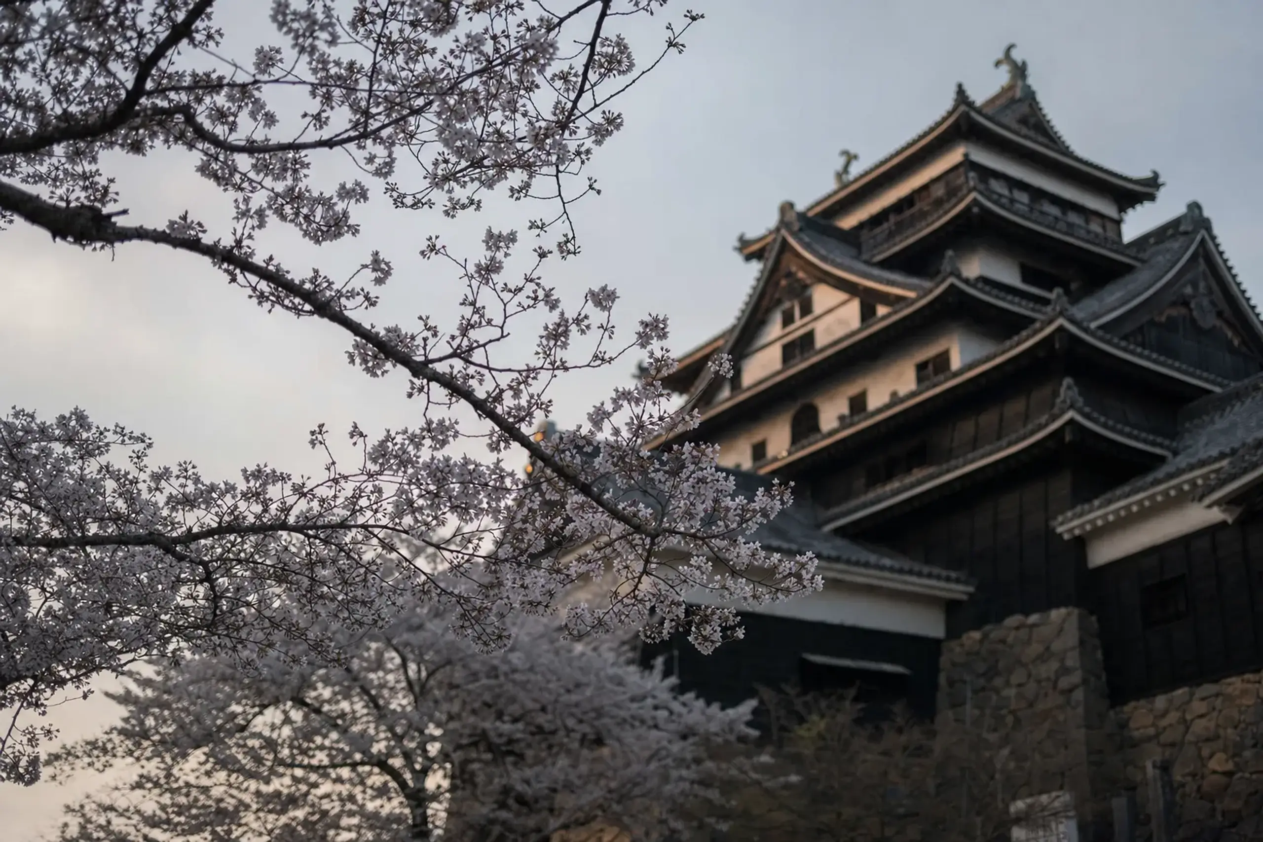 cherry blossoms framing the dark keep of Matsue Castle within the castle park