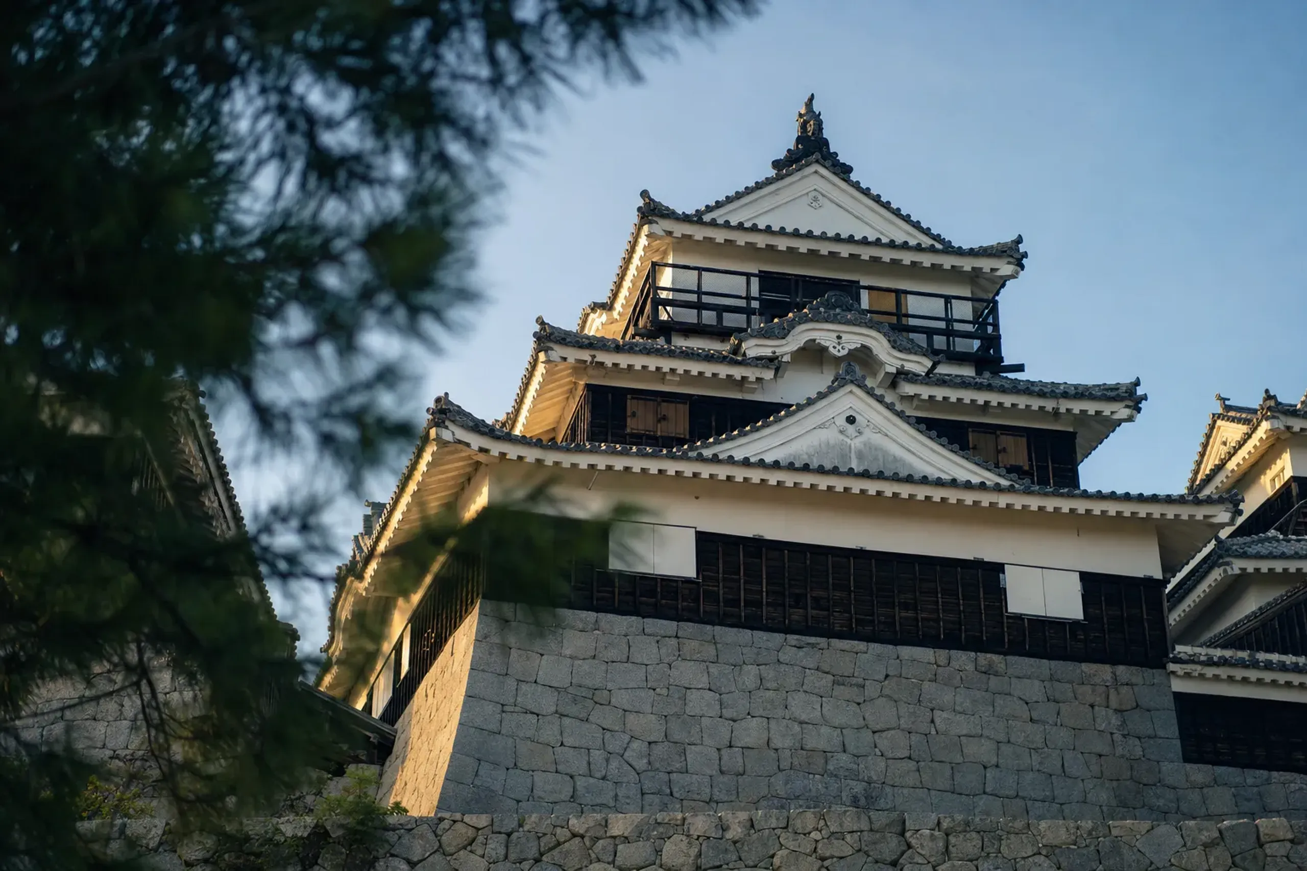 Matsuyama Castle main keep on Mount Katsuyama lit by late-afternoon sun, viewed from below with pine branches