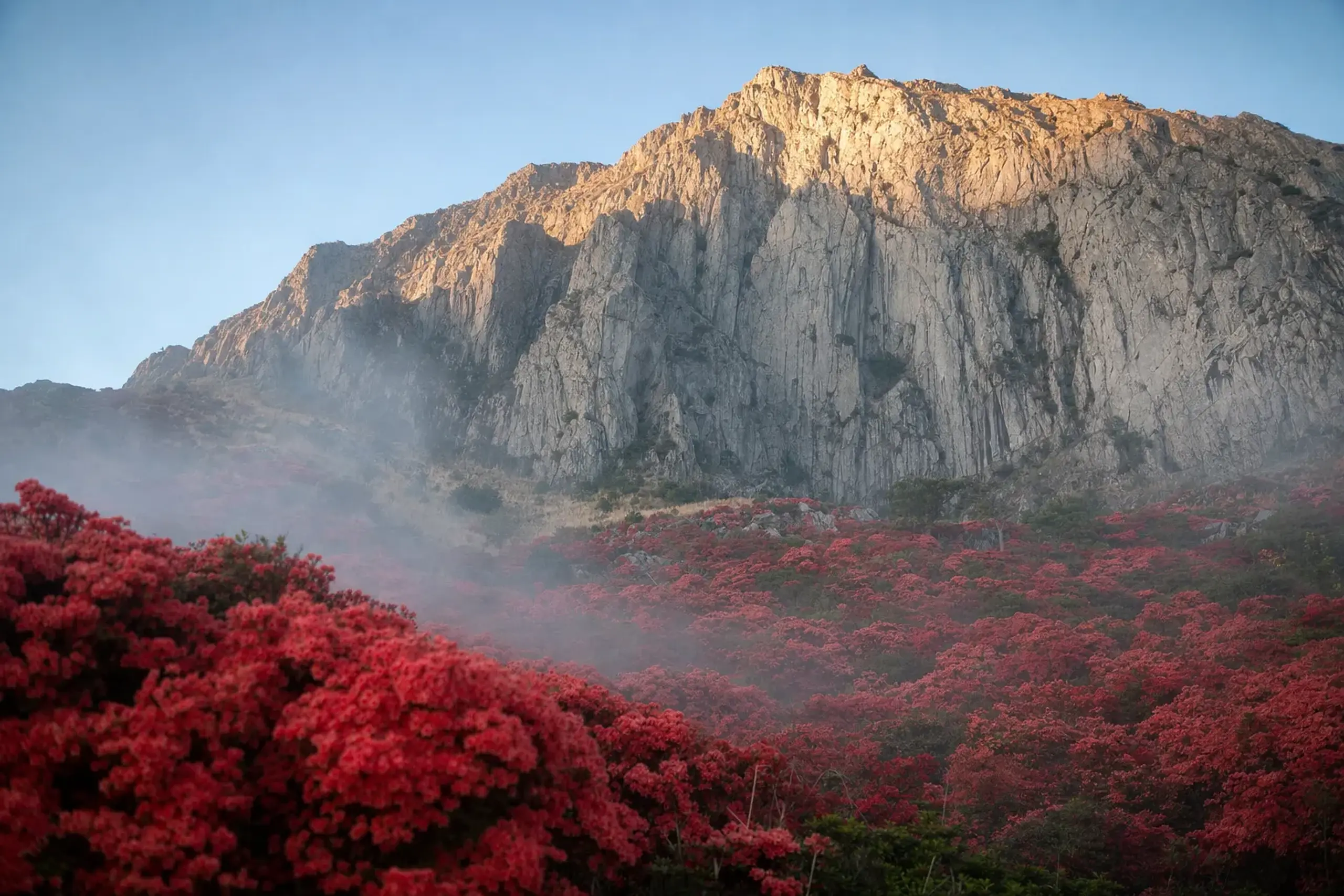 Tsutsuji-dani valley at early morning light, two hundred thousand crimson Kurume and Hirado azaleas banking up against the bare grey cliff of Mount Mifune