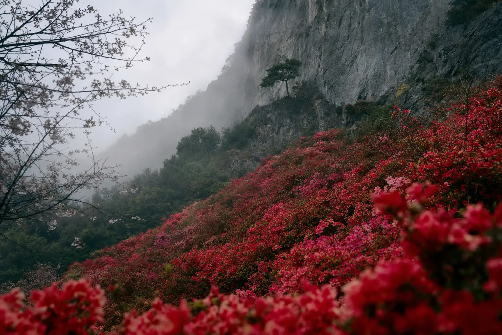 The Unplanned Azalea Valley: Mifuneyama Rakuen in Spring