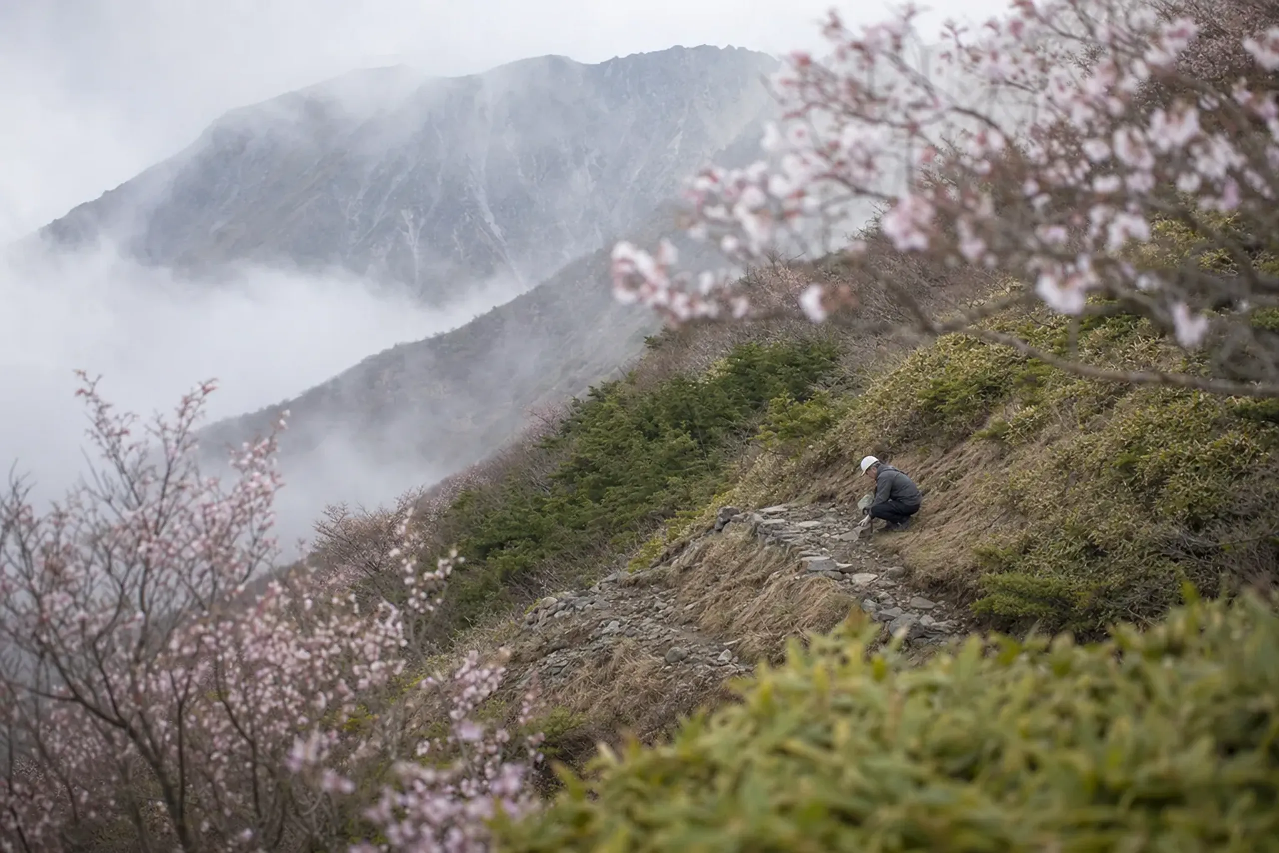 Mt. Daisen Summer Hike: One Tree, One Stone Summit