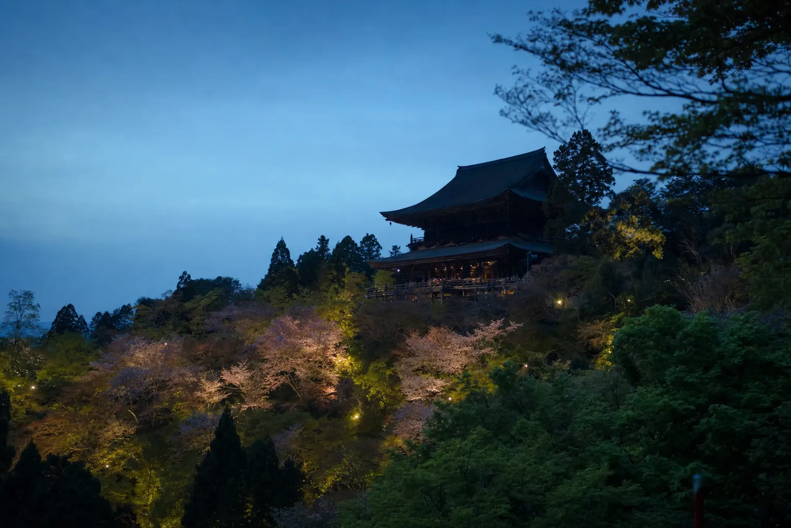 the cherry groves of Yoshinoyama glowing under evening light-up illumination with the silhouette of Kimpusen-ji's Zaō-dō against the dusk sky