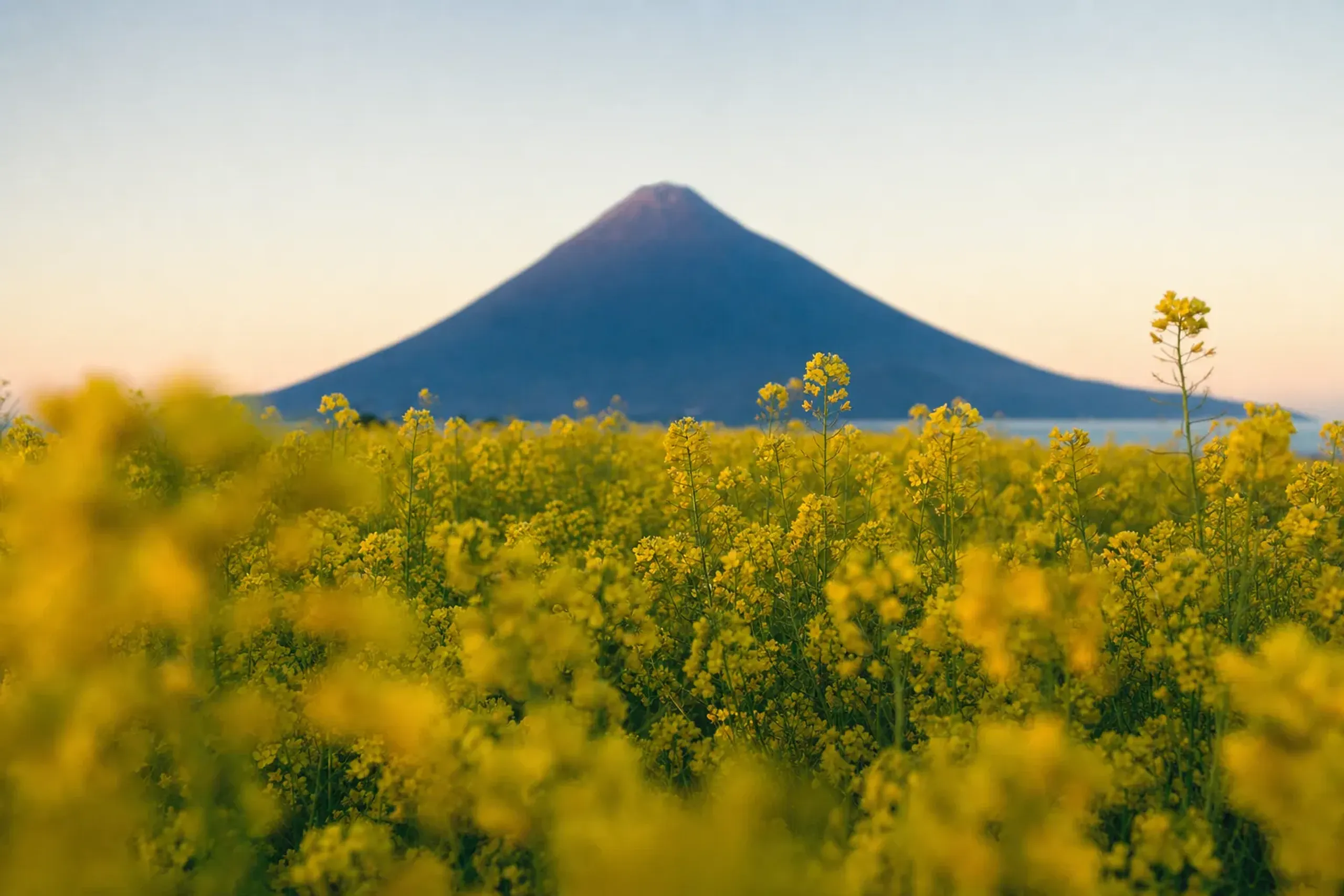 The symmetrical volcanic cone of Mount Kaimondake rising behind a dense field of yellow nanohana at Kaimon Sanroku Nature Park in Ibusuki, southern Kyushu