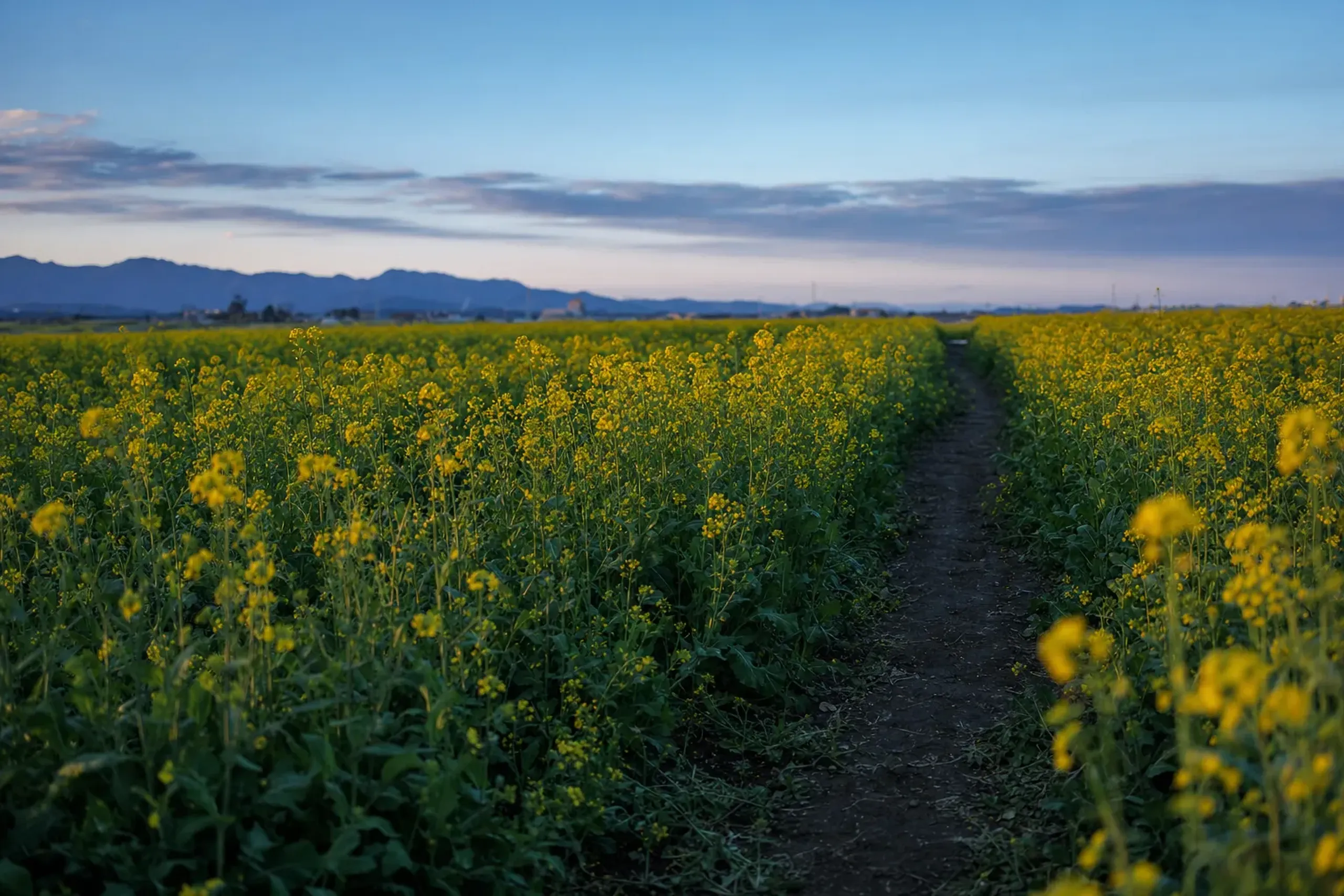 A narrow marked earthen path running between carefully cultivated rows of nanohana rapeseed in a working agricultural field, flowers undisturbed on either side