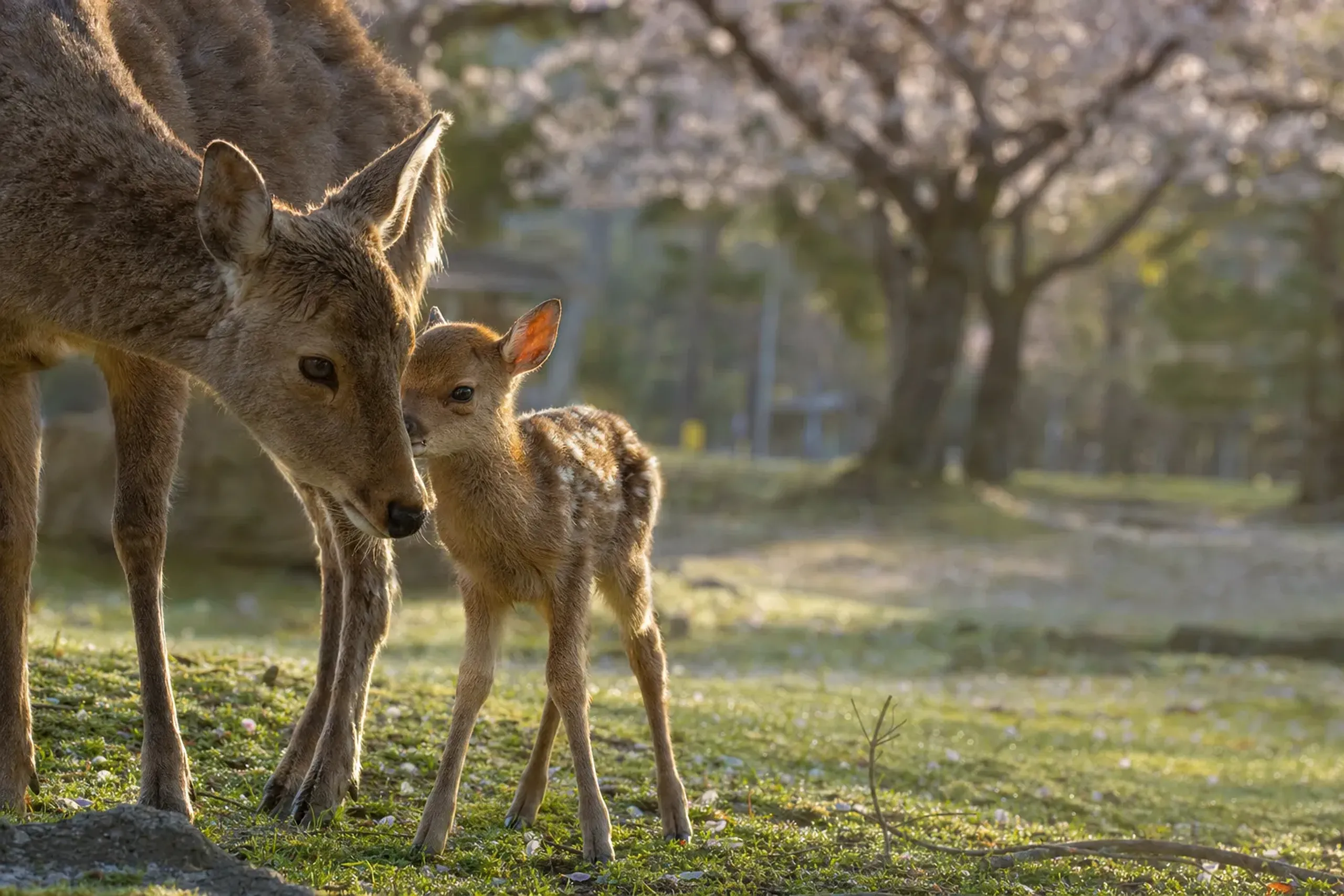 a newborn sika fawn standing close beside its mother in the grass of Nara's Rokuen deer park in late spring