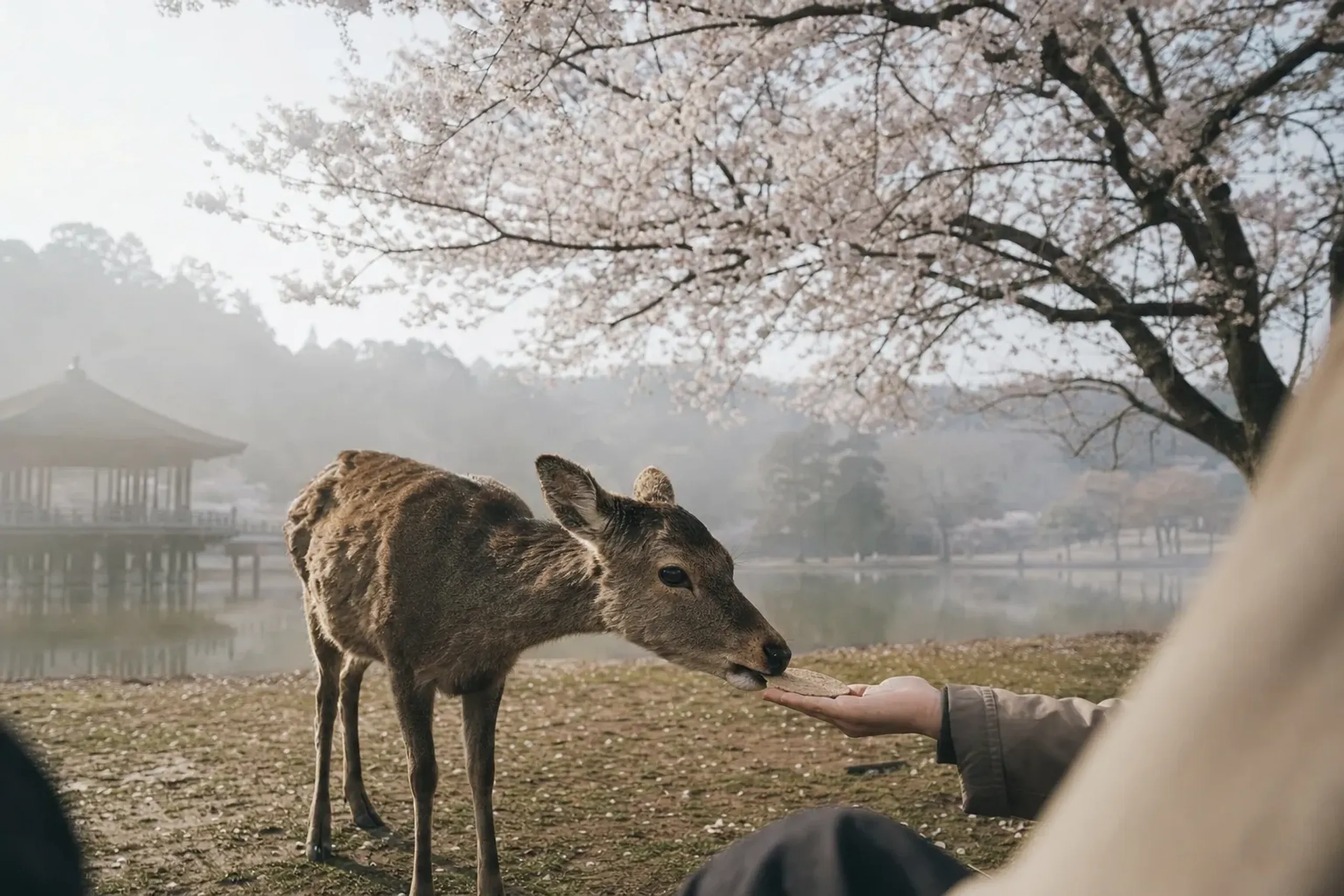 a free-roaming Nara sika deer gently taking a shika-senbei cracker from an outstretched hand beneath flowering cherry trees