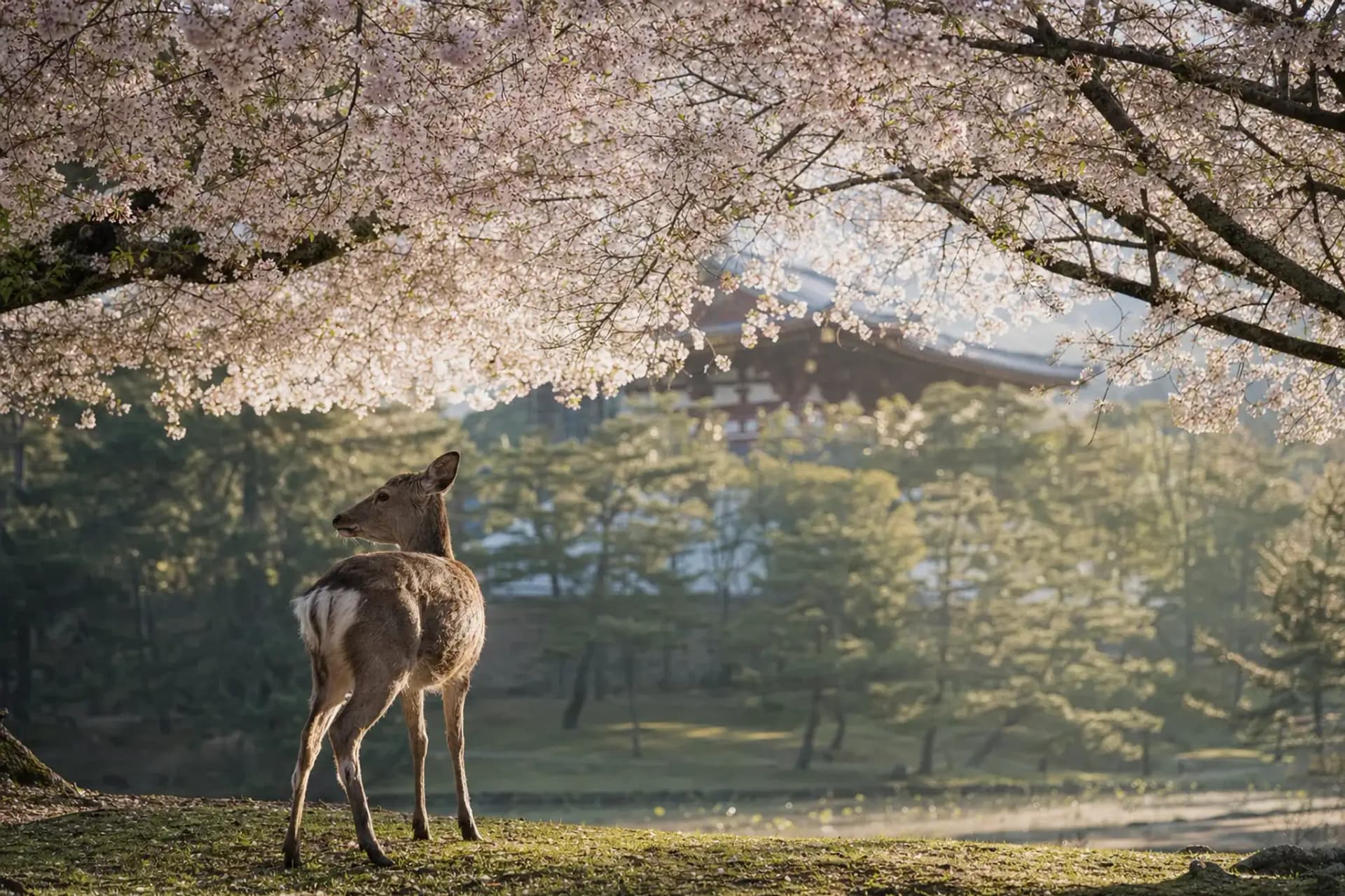 Nara Park in Spring: Deer, Blossom and Wisteria