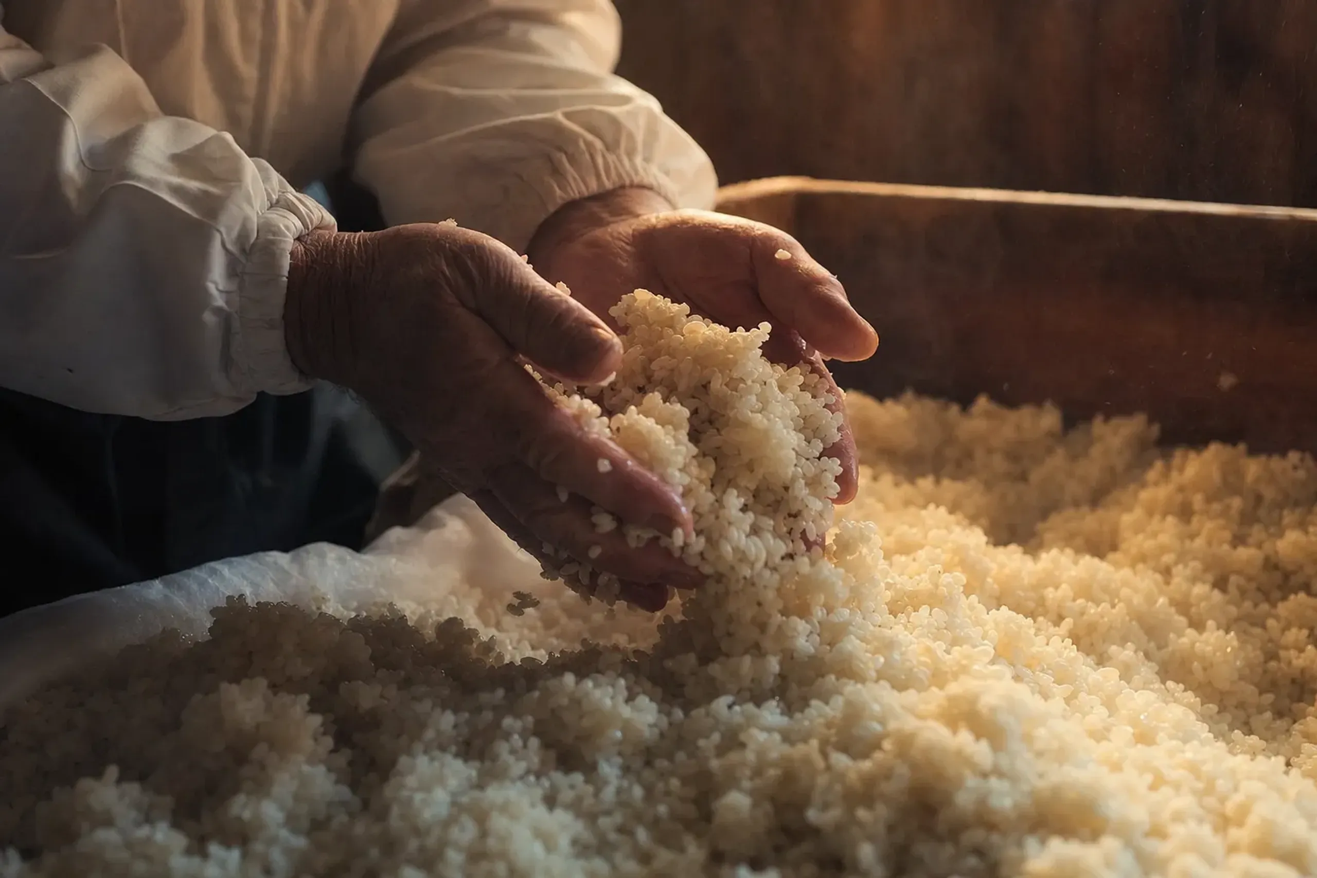 A brewer's hands turning steaming rice inside a warm cedar-walled koji room, faint sweet vapor rising