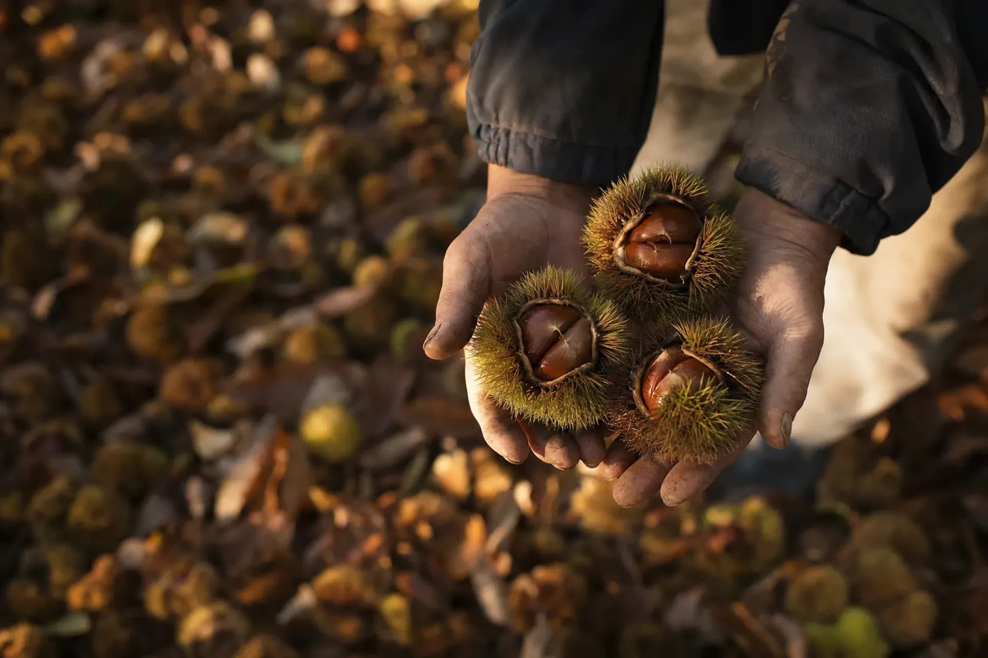 Tribute Fruit: Obuse and Six Centuries of Chestnuts