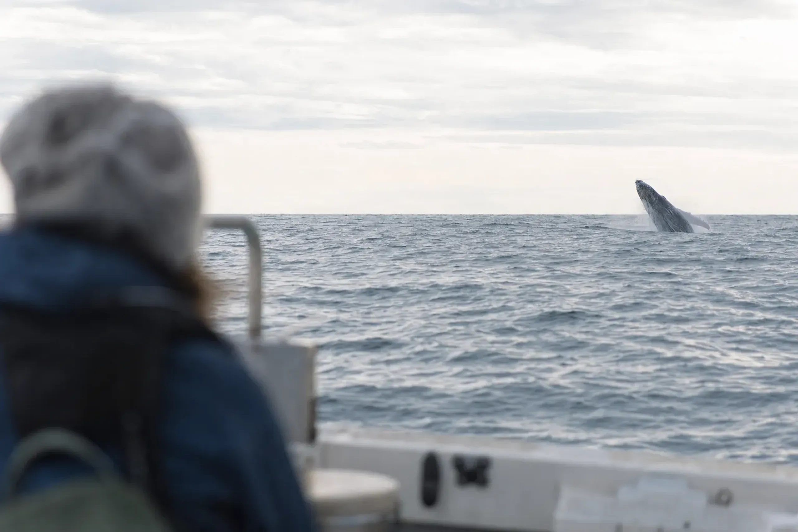 For humpback whales, aim for February through April; for spe