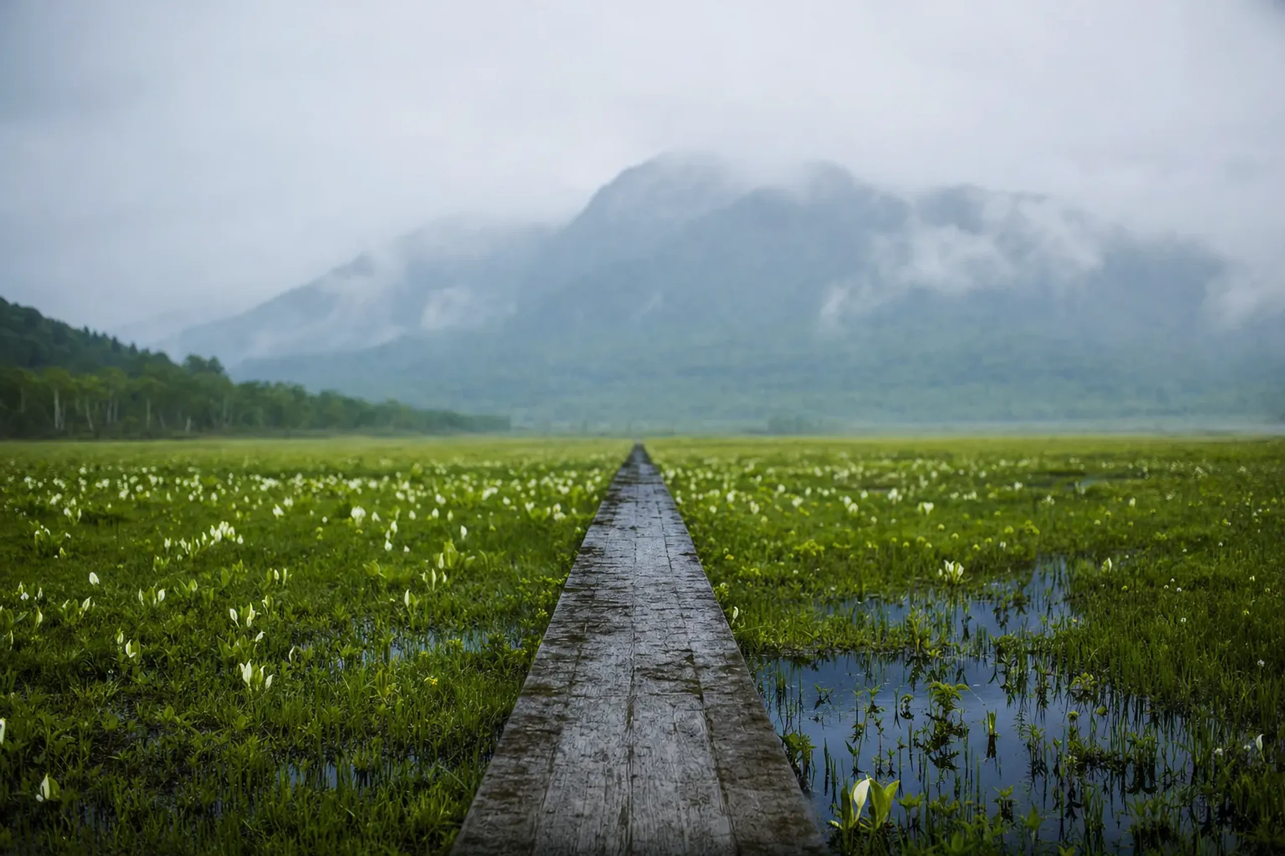 If a summer walk into Honshu’s largest mountain marsh belong