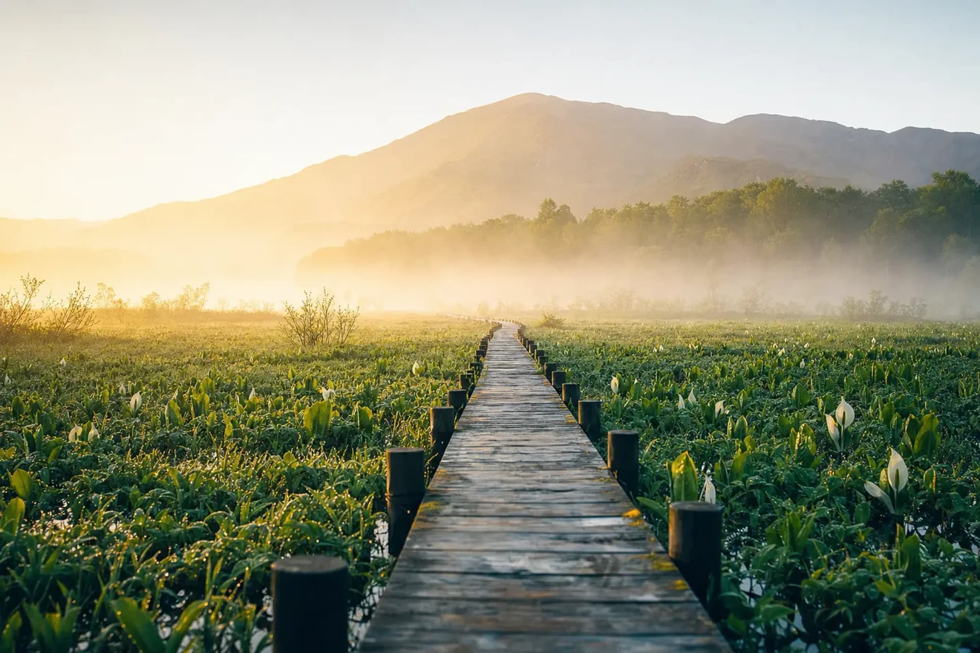 Oze in Summer: The Marsh and Its Boardwalks