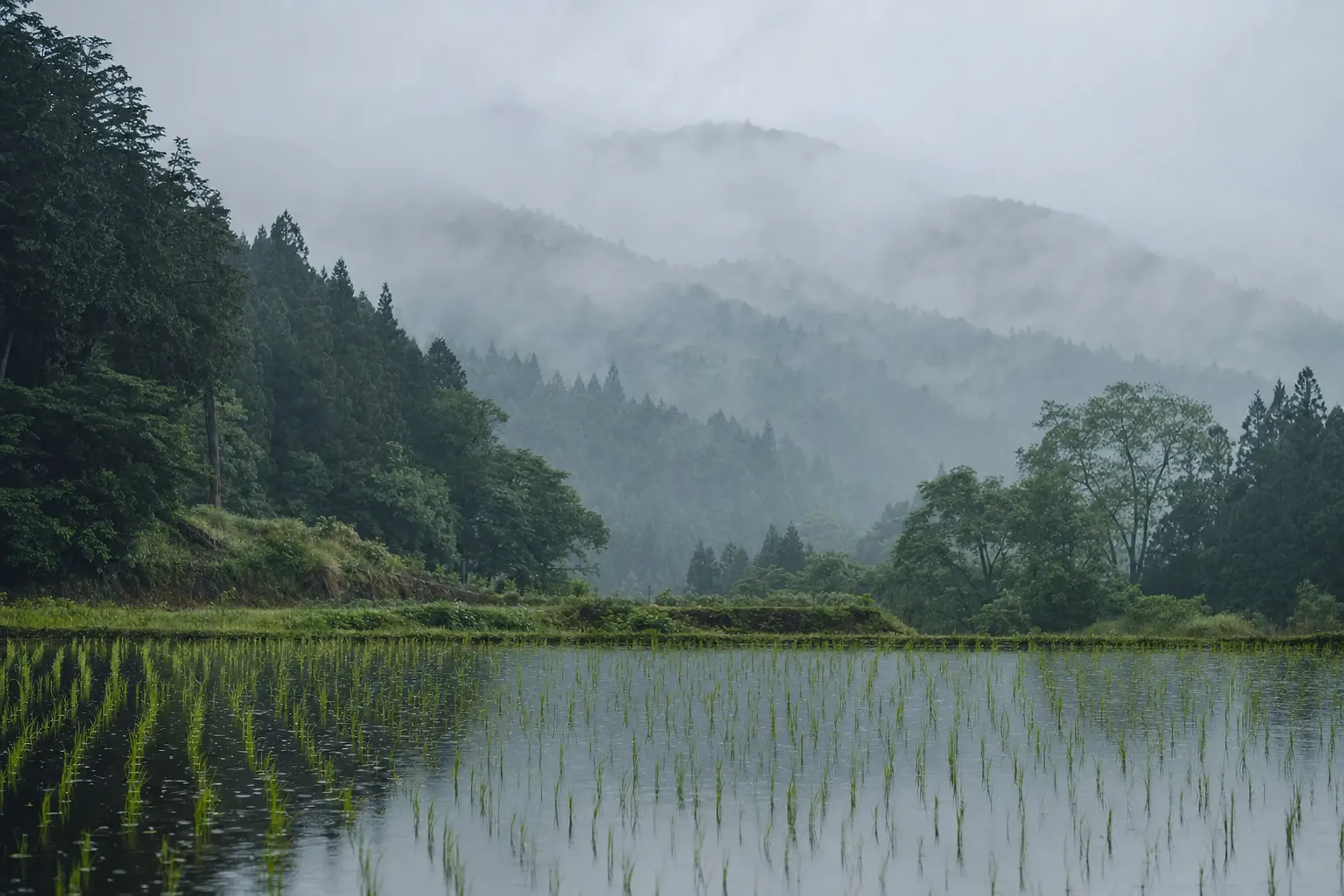 Rain-soaked green rice paddies and misty cedar hills of rural Tohoku under overcast mid-June skies