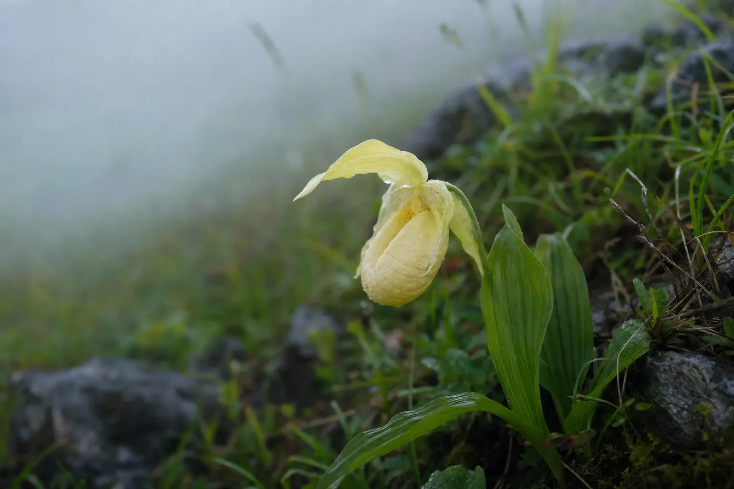 A single pale yellow Rebun Atsumorisō lady's slipper orchid blooming in a protected coastal meadow on Rebun Island