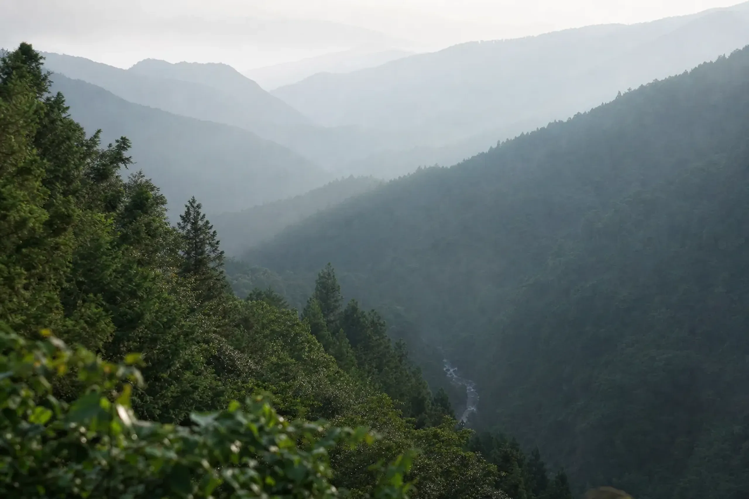 The forested summit slopes of Mount Irazu, 1,336 metres, in the town of Tsuno where the Shimanto River rises