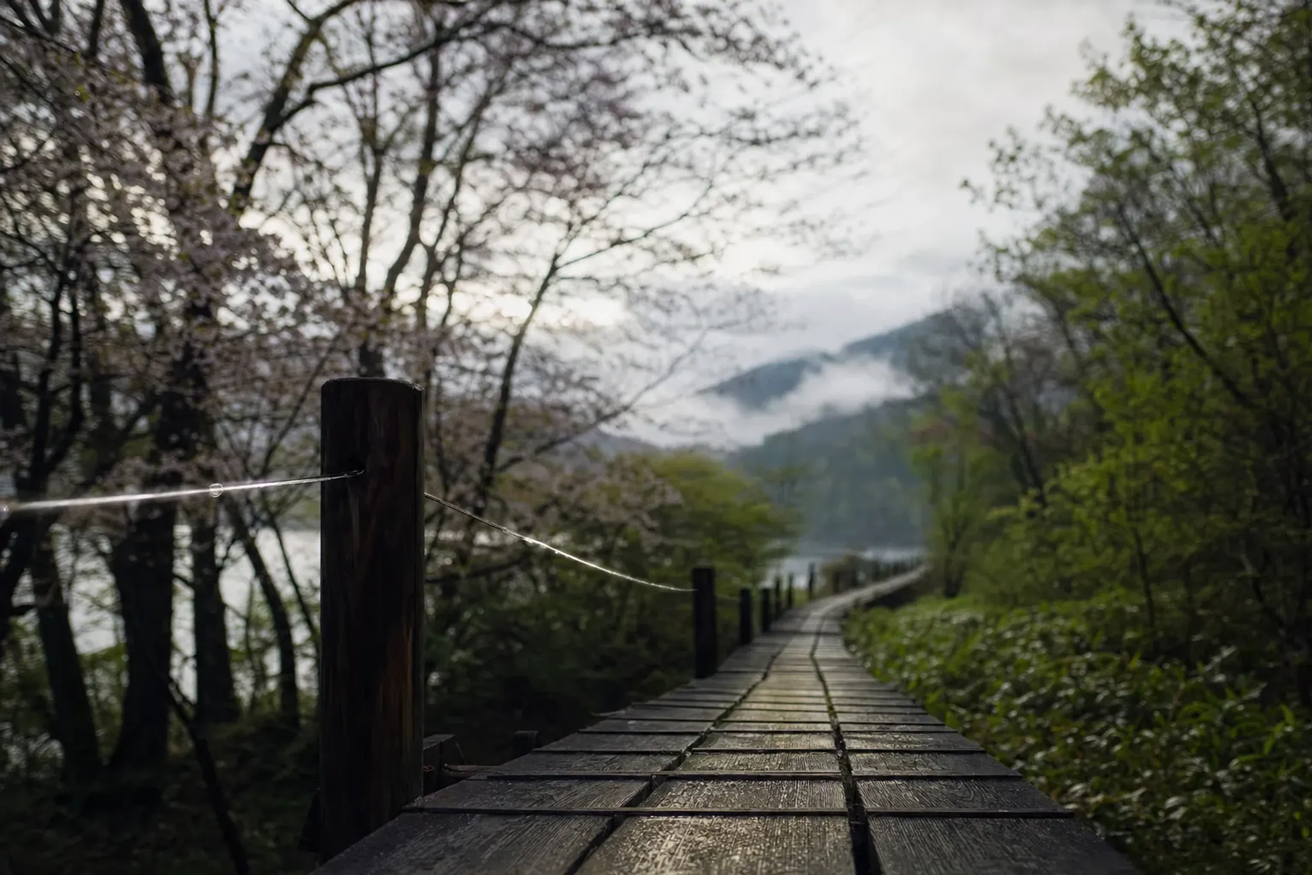 the electrified edge of the elevated wooden boardwalk at Shiretoko Five Lakes, running above the dense green forest floor toward Lake One