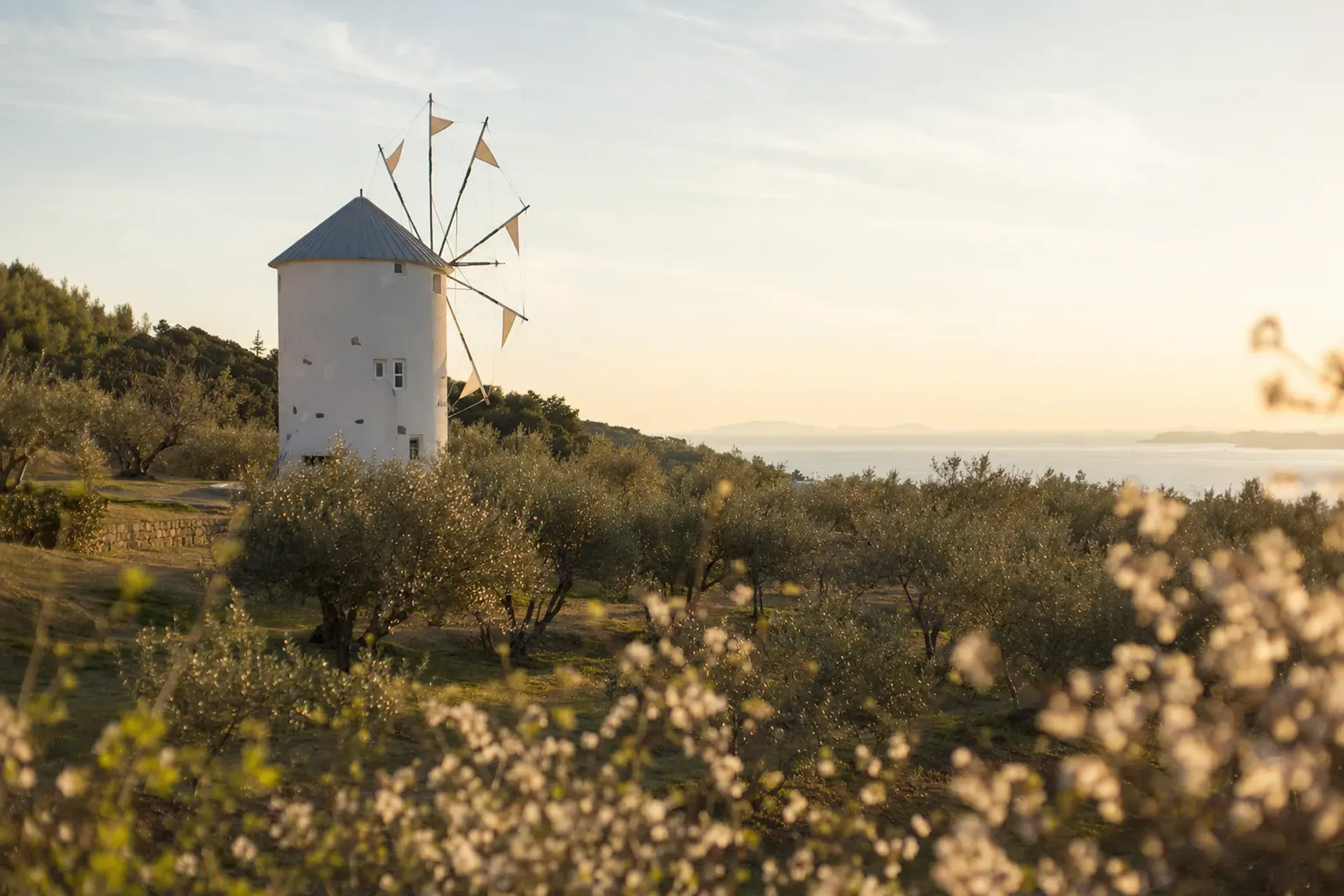 the Greek-style white windmill standing among olive trees at Shōdoshima Olive Park