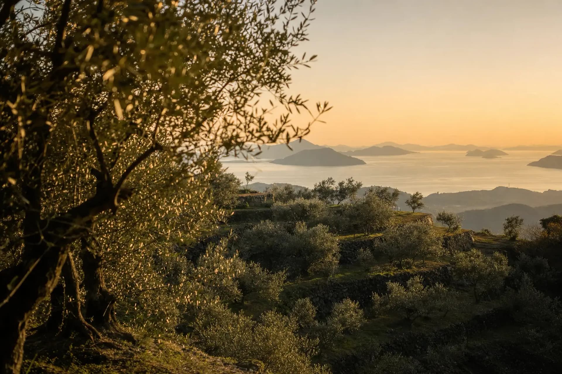 Shōdoshima, Kagawa: Olives for Preserving Canned Fish