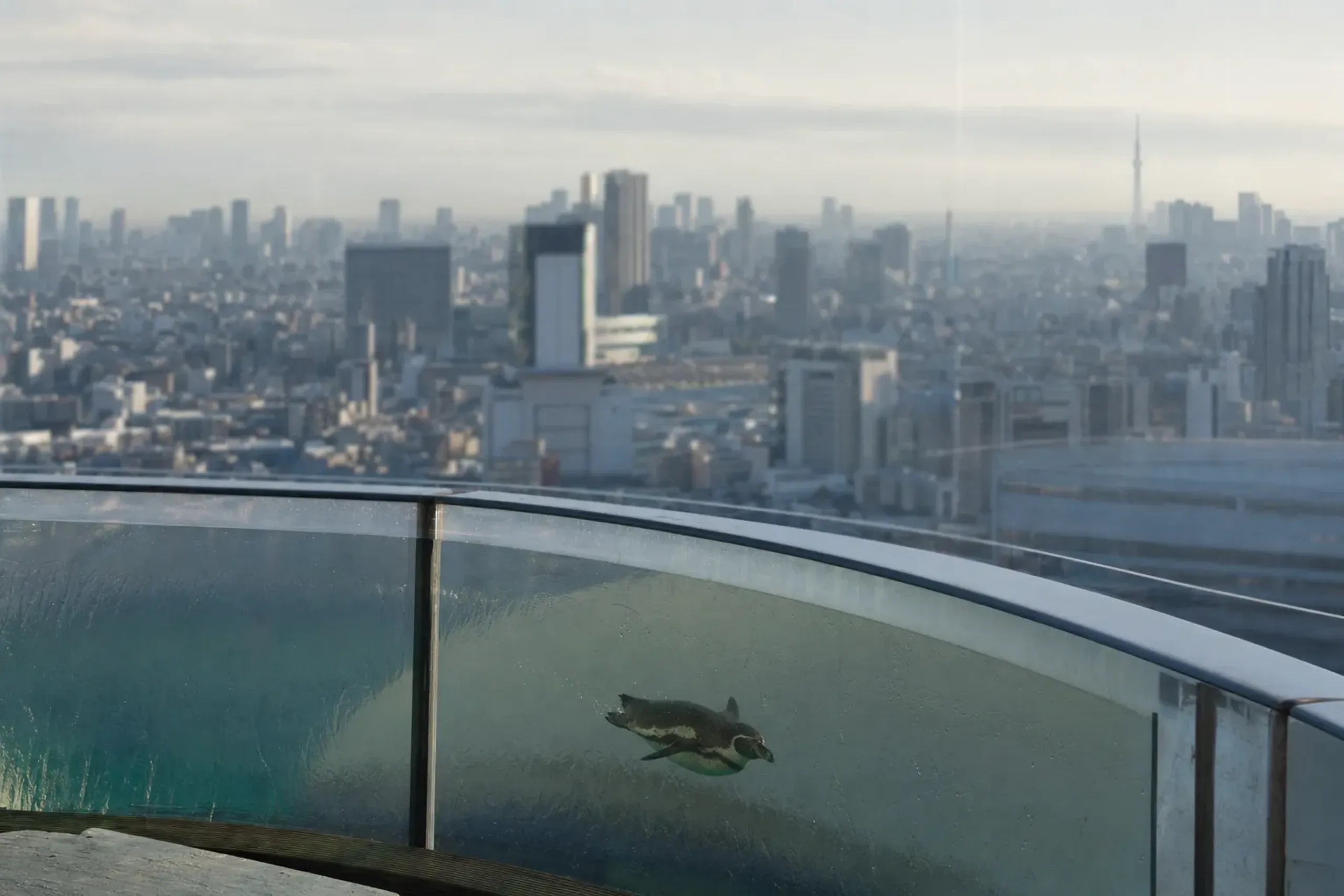 If Sunshine Aquarium is one scene inside a wider Tokyo